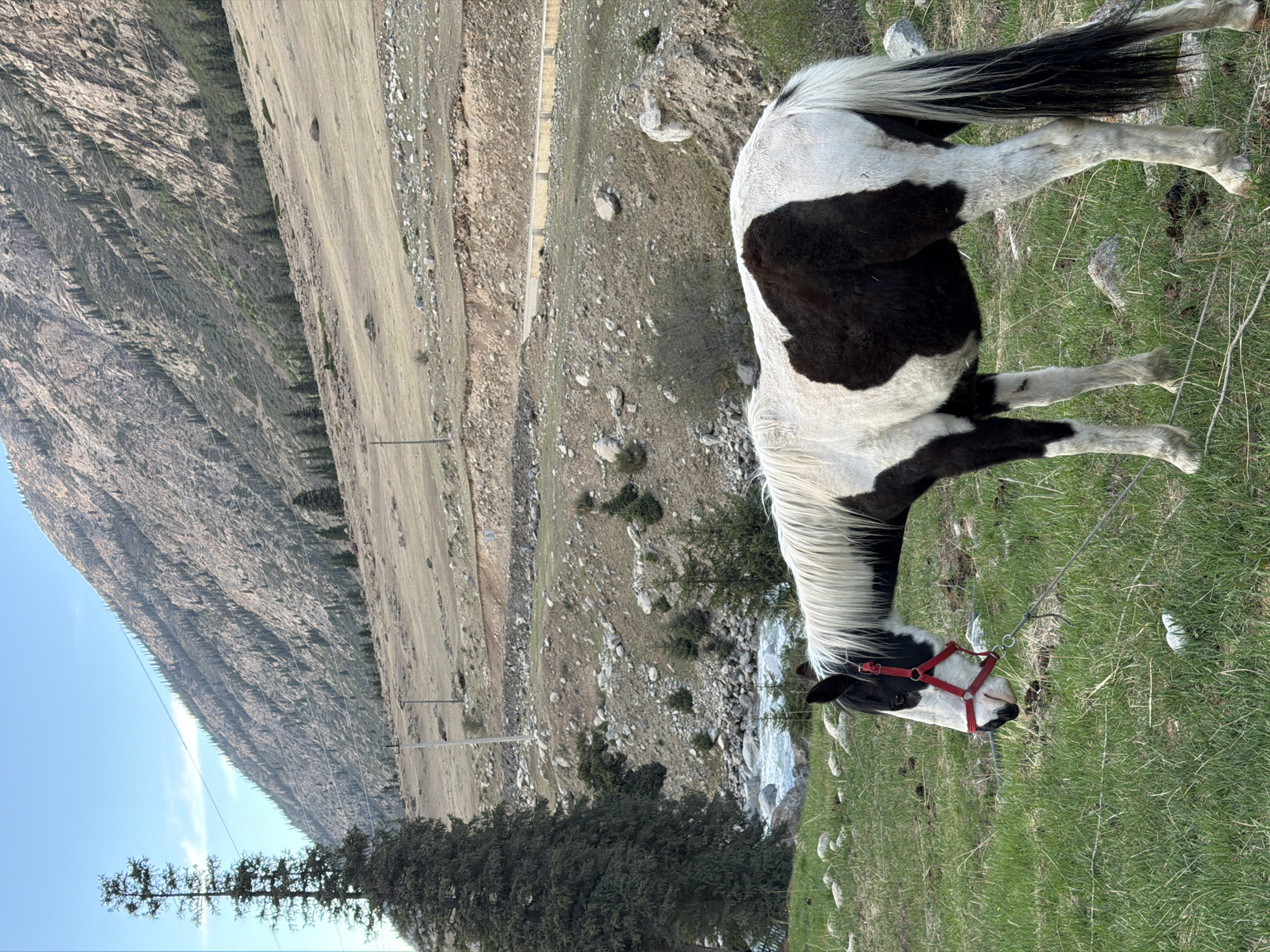 Piebald horse grazes in Kyrgyzstan mountain meadow near stream