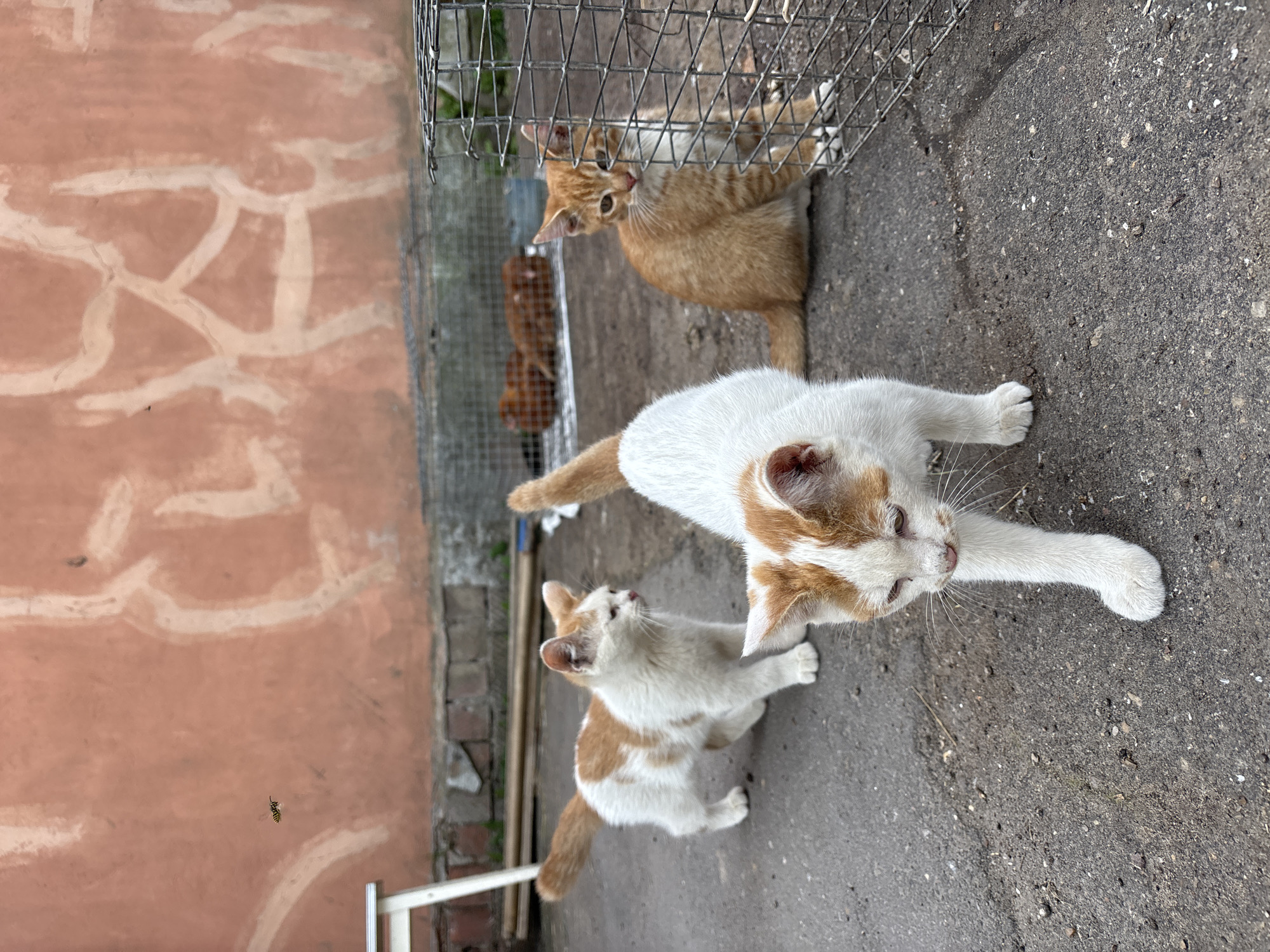 Cats loitering around a wire cage at a Zvenigorod market