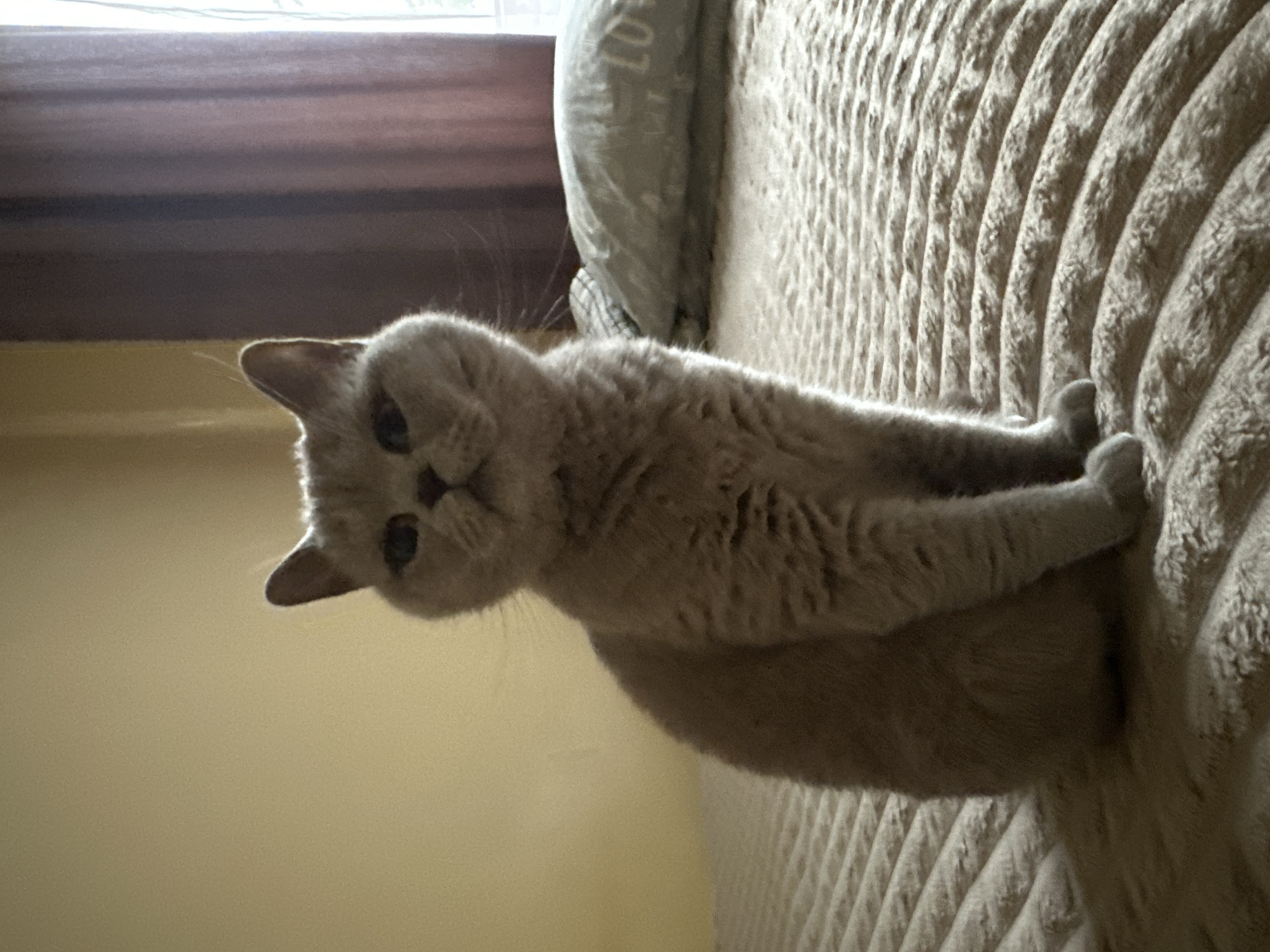 Grey cat photographed in multiple poses at Ternopil home