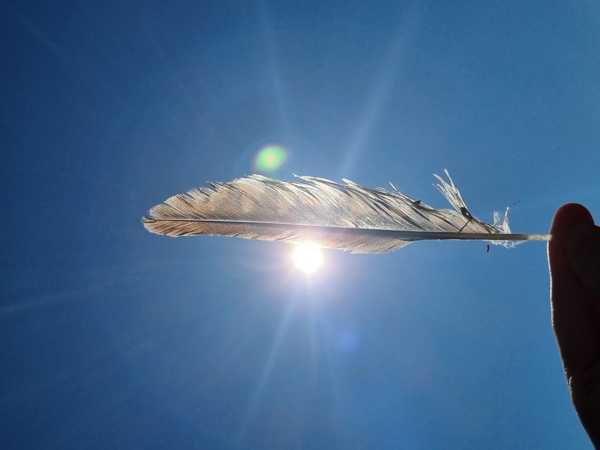 Witness captures artistic feather and hand silhouettes against sky