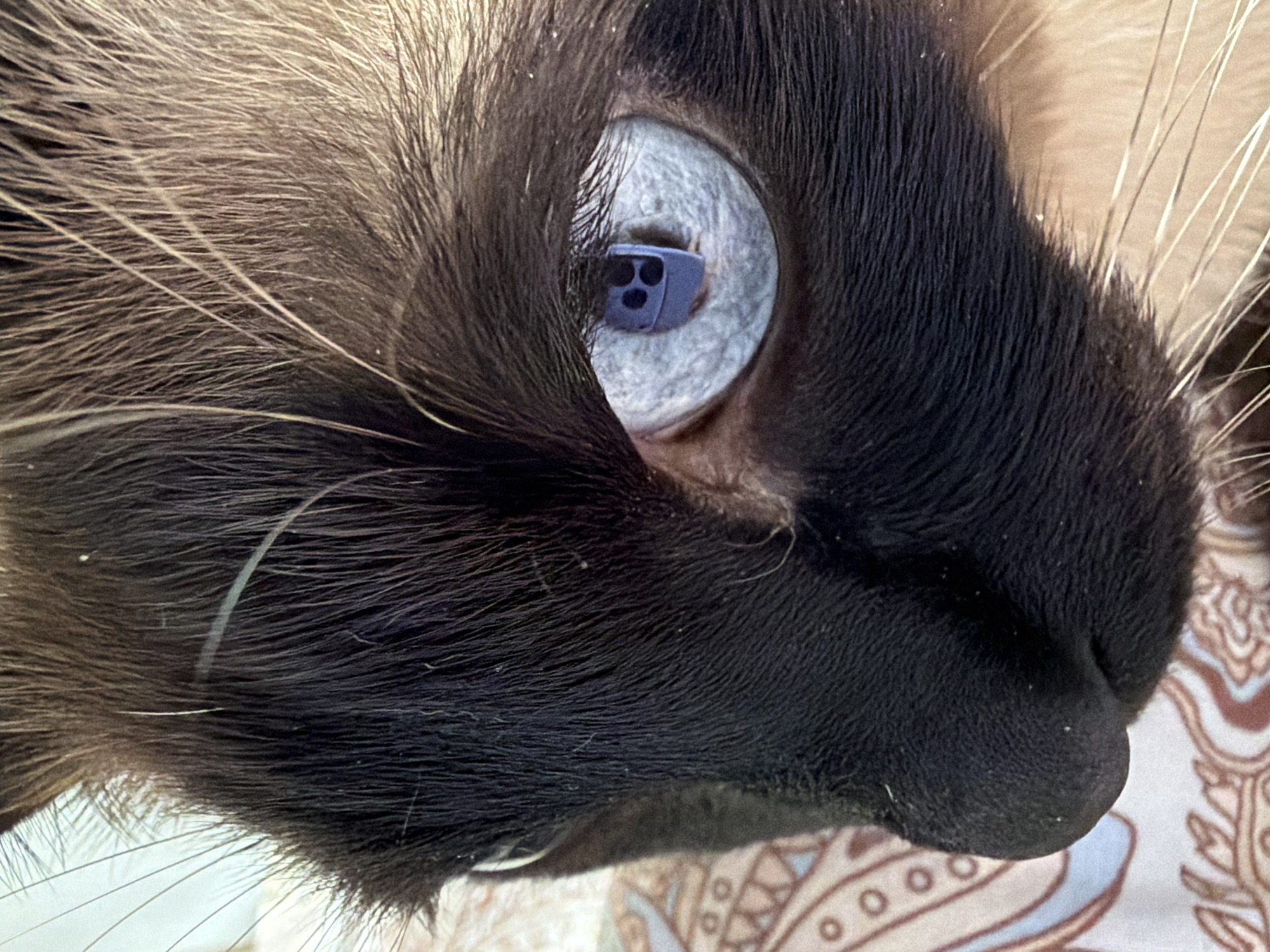 Siamese cat photographed in Steklyannyi, Russia morning session