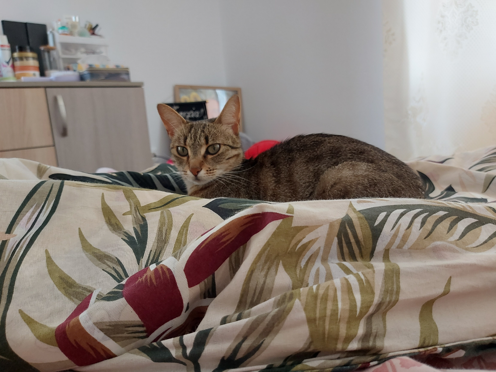 Tabby cat observed in morning domestic activities in Shumen home