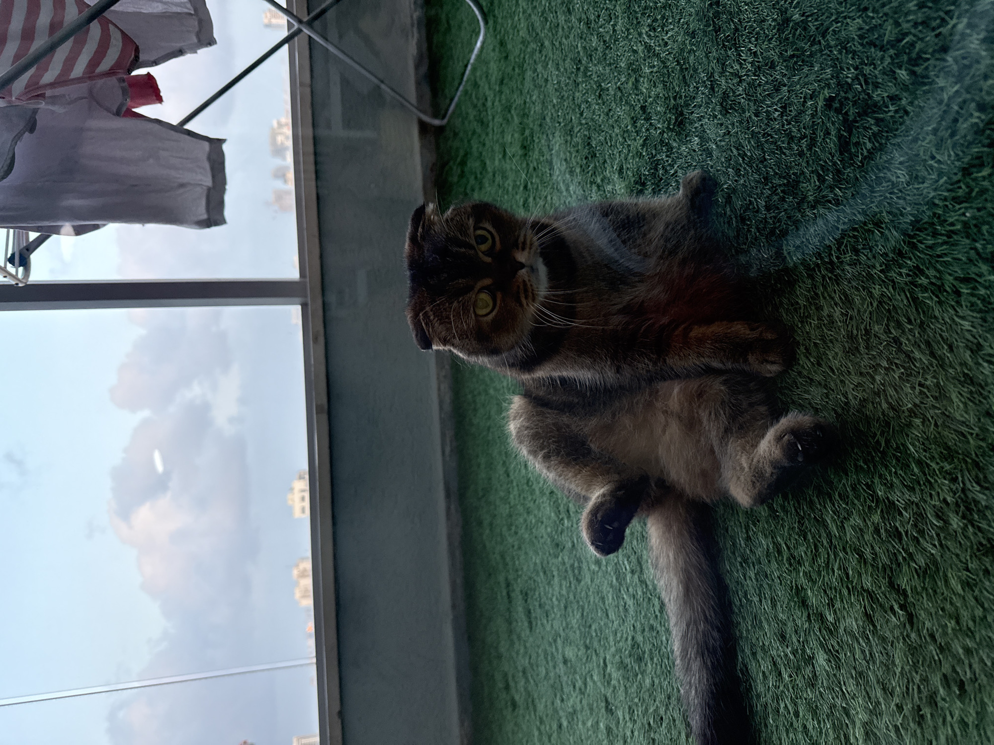 Cat spotted relaxing on Ramat Gan balcony Sunday afternoon