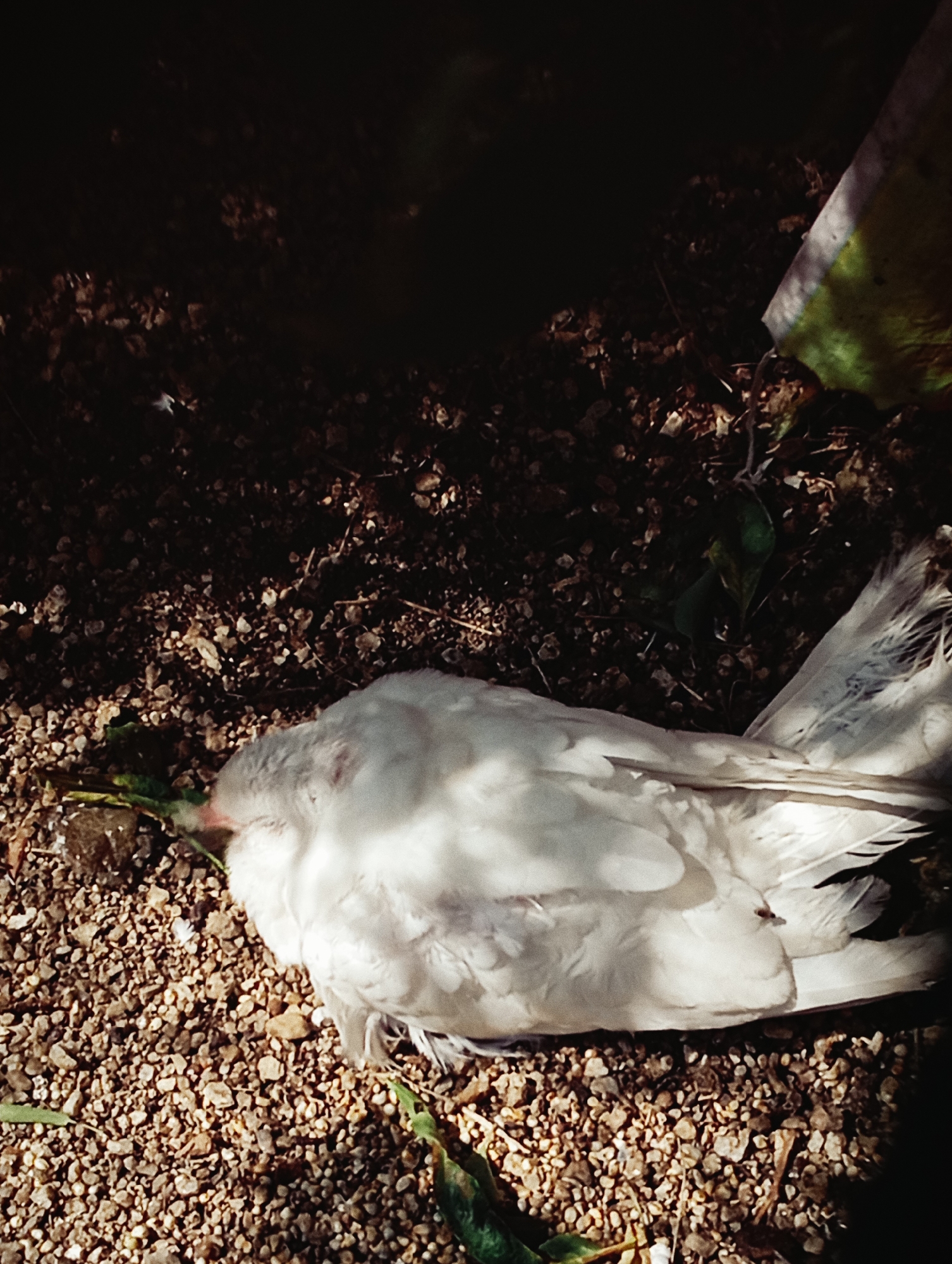 Birds observed in cages and outdoors in Lassan, Pakistan