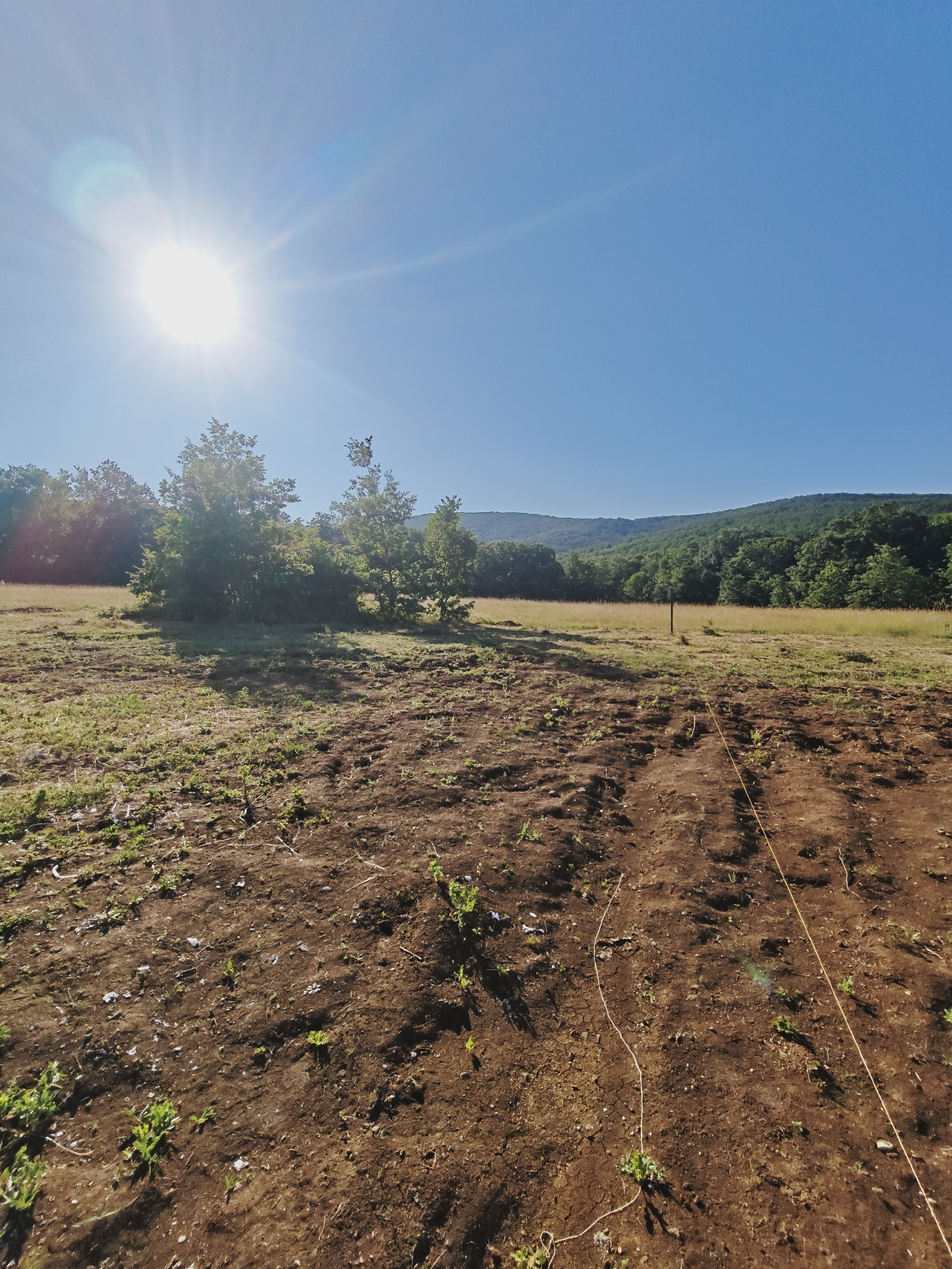 Midsummer afternoon roaming fields and roadsides in Izgrev, Bulgaria