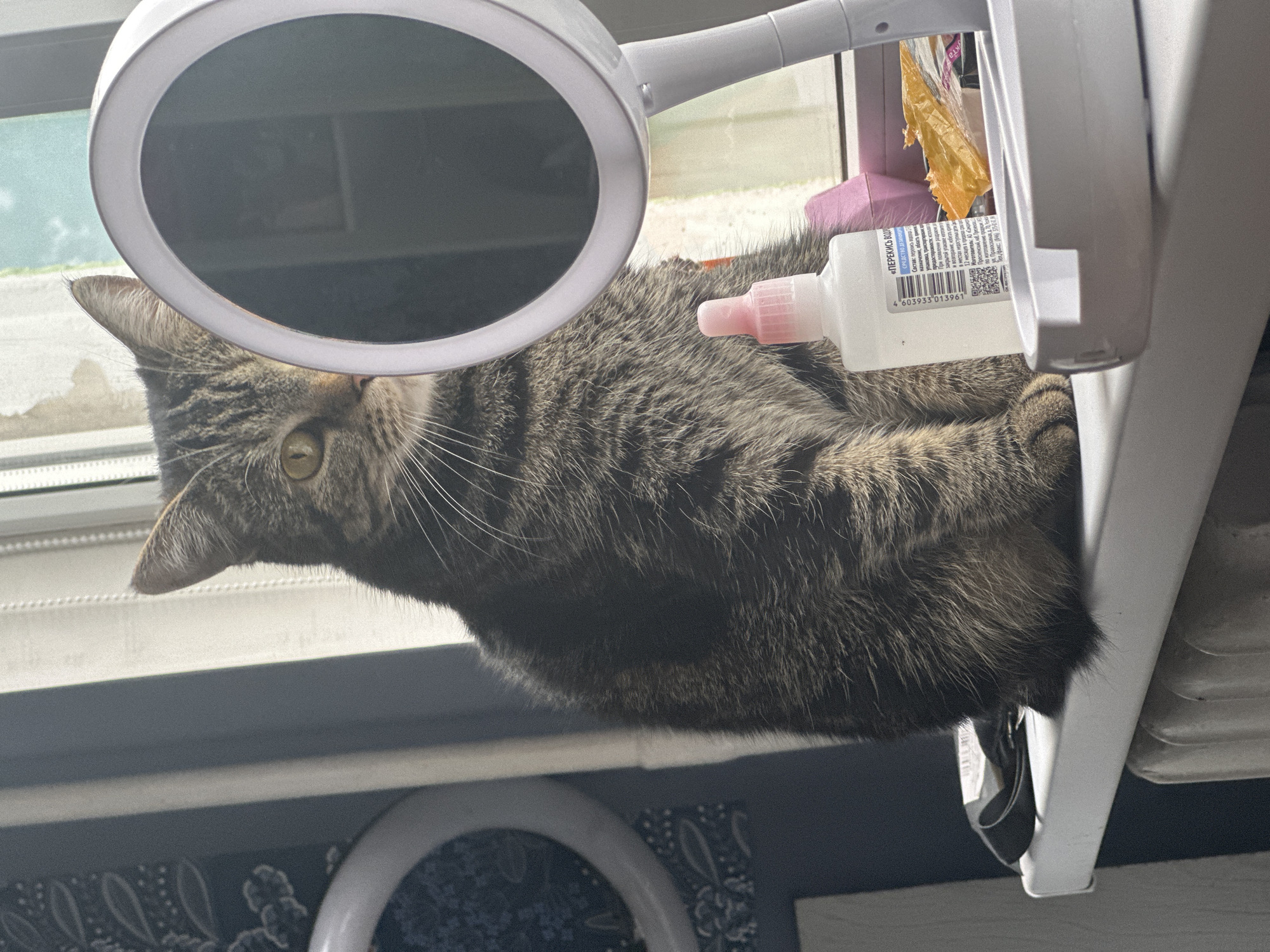 Tabby cat photographed in multiple indoor poses in Stavropol