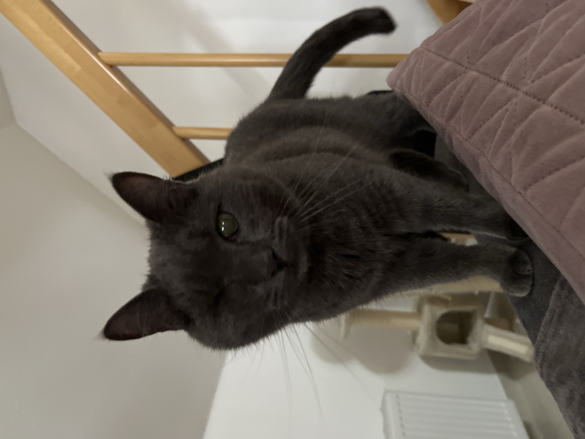 Lazy Sunday with a playful dog and a one-eyed cat