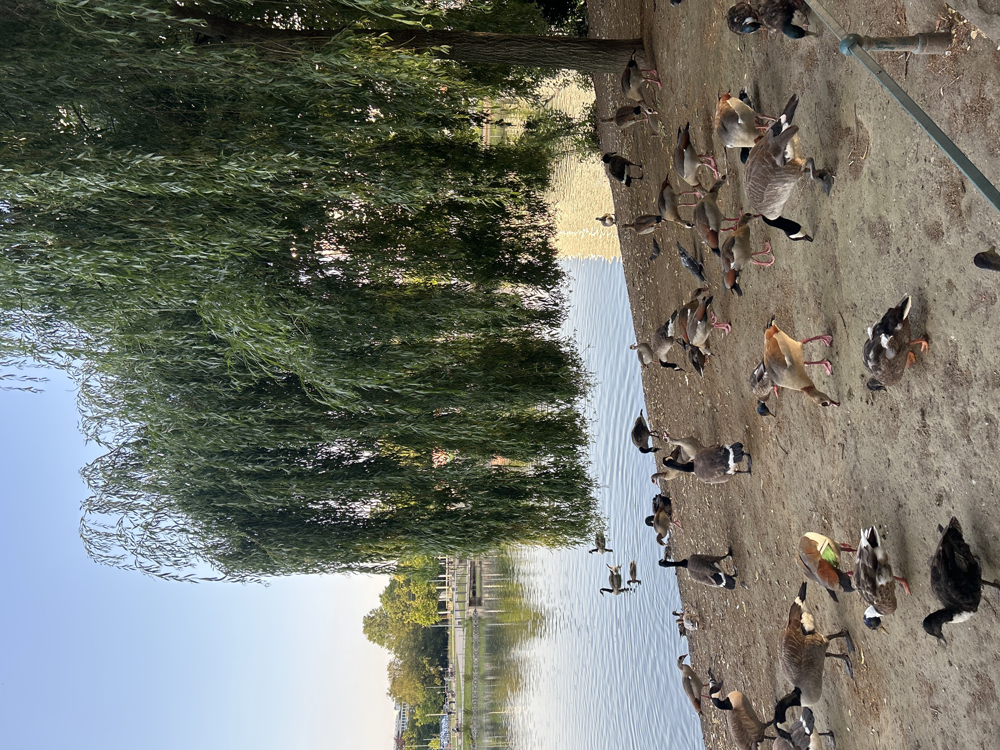 Düsseldorf afternoon: parks, waterfowl, and Medienhafen architecture