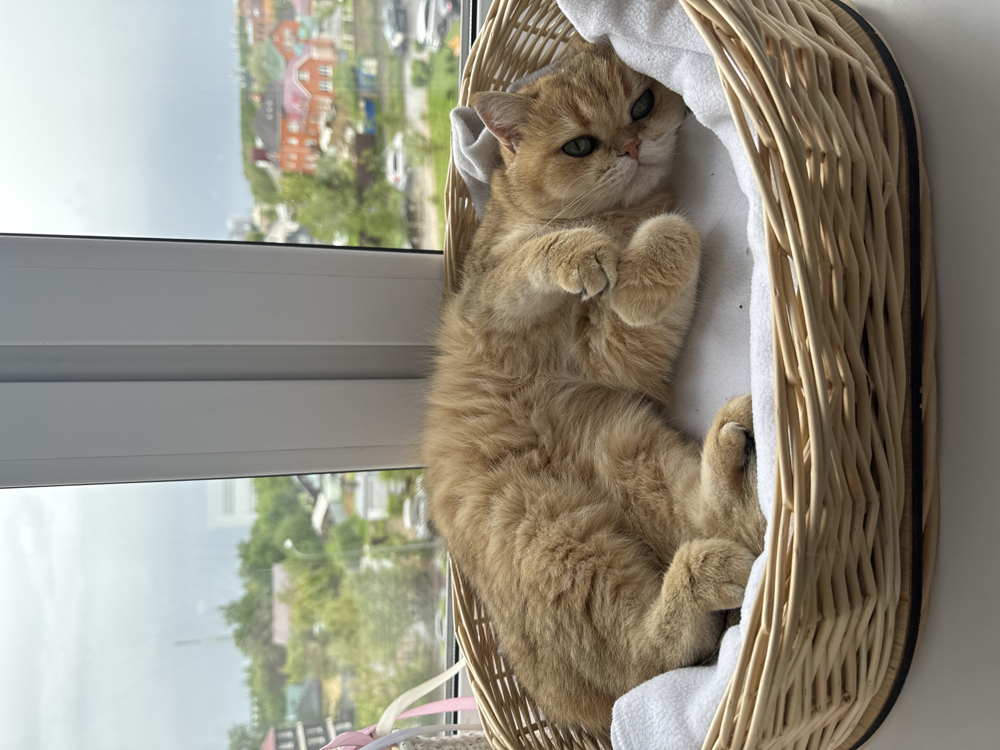 Morning moments captured in Odintsovo: cat, family photo