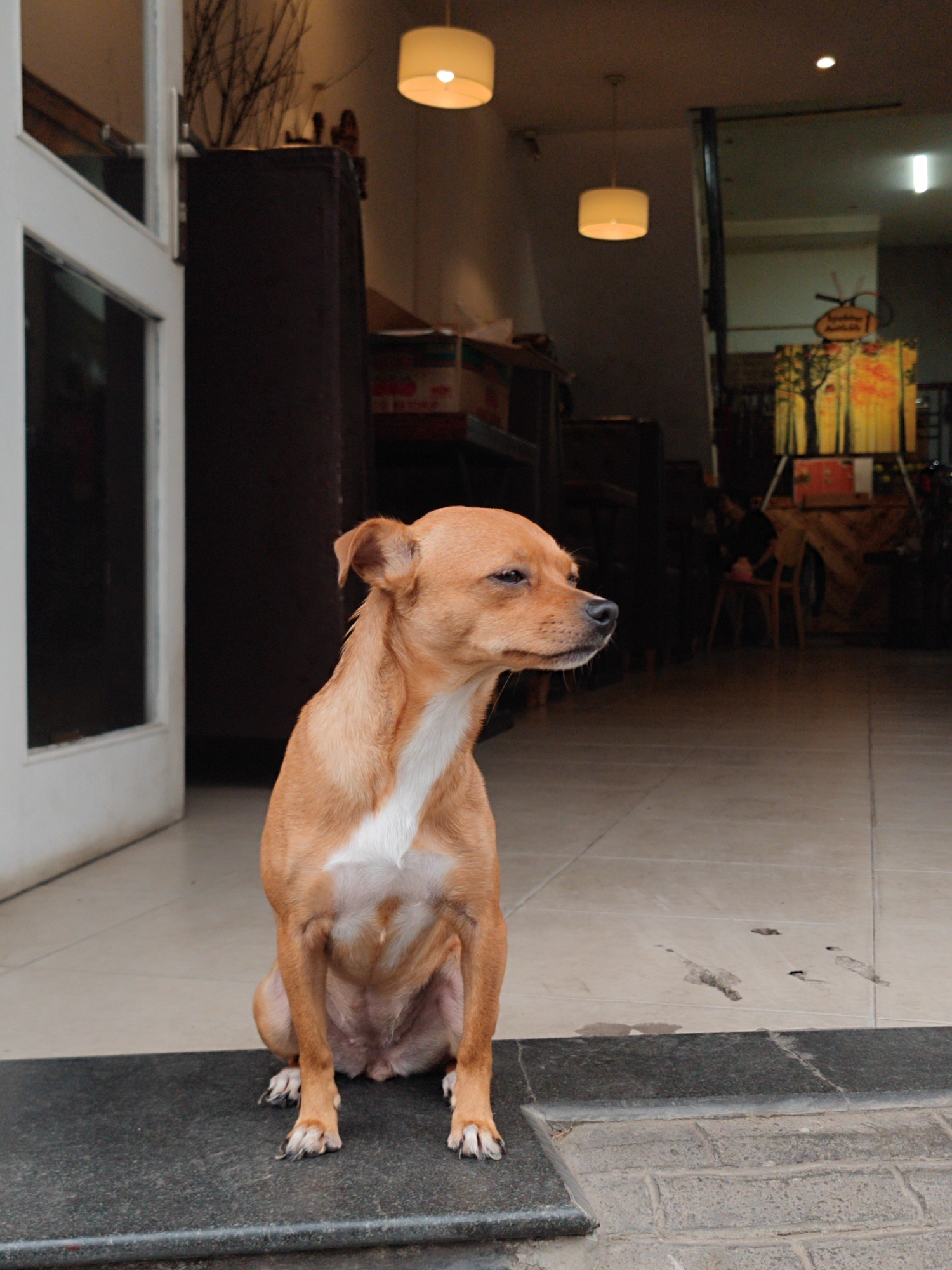 Dog spotted on busy Da Lat street amid overcast morning