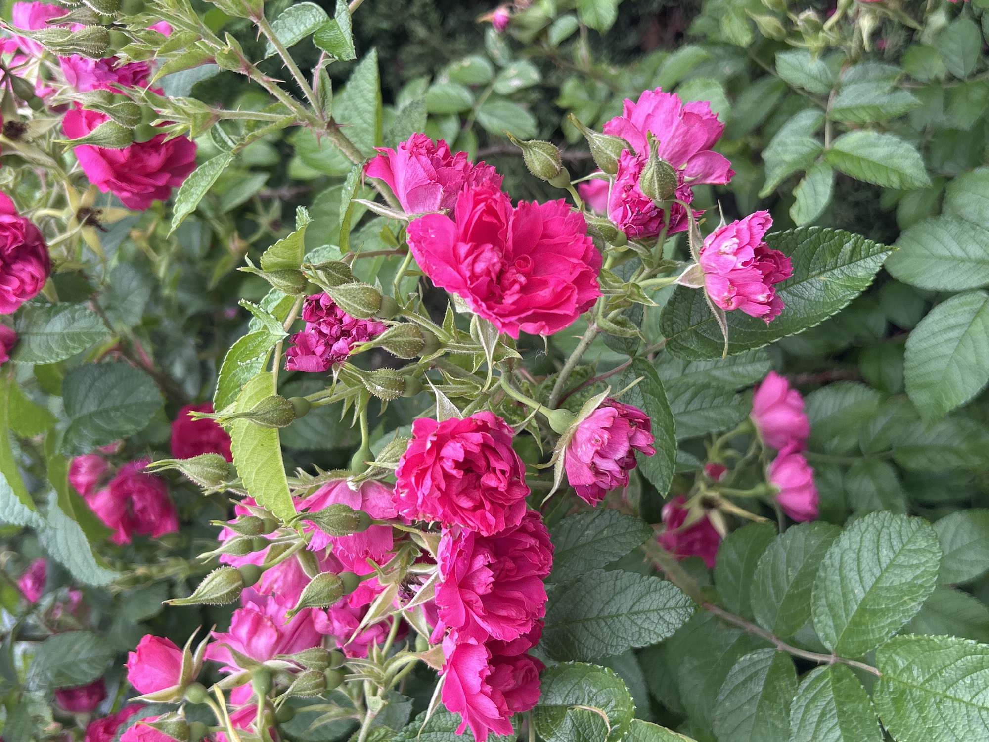 Evening stroll through a colorful rose garden in Mount Royal