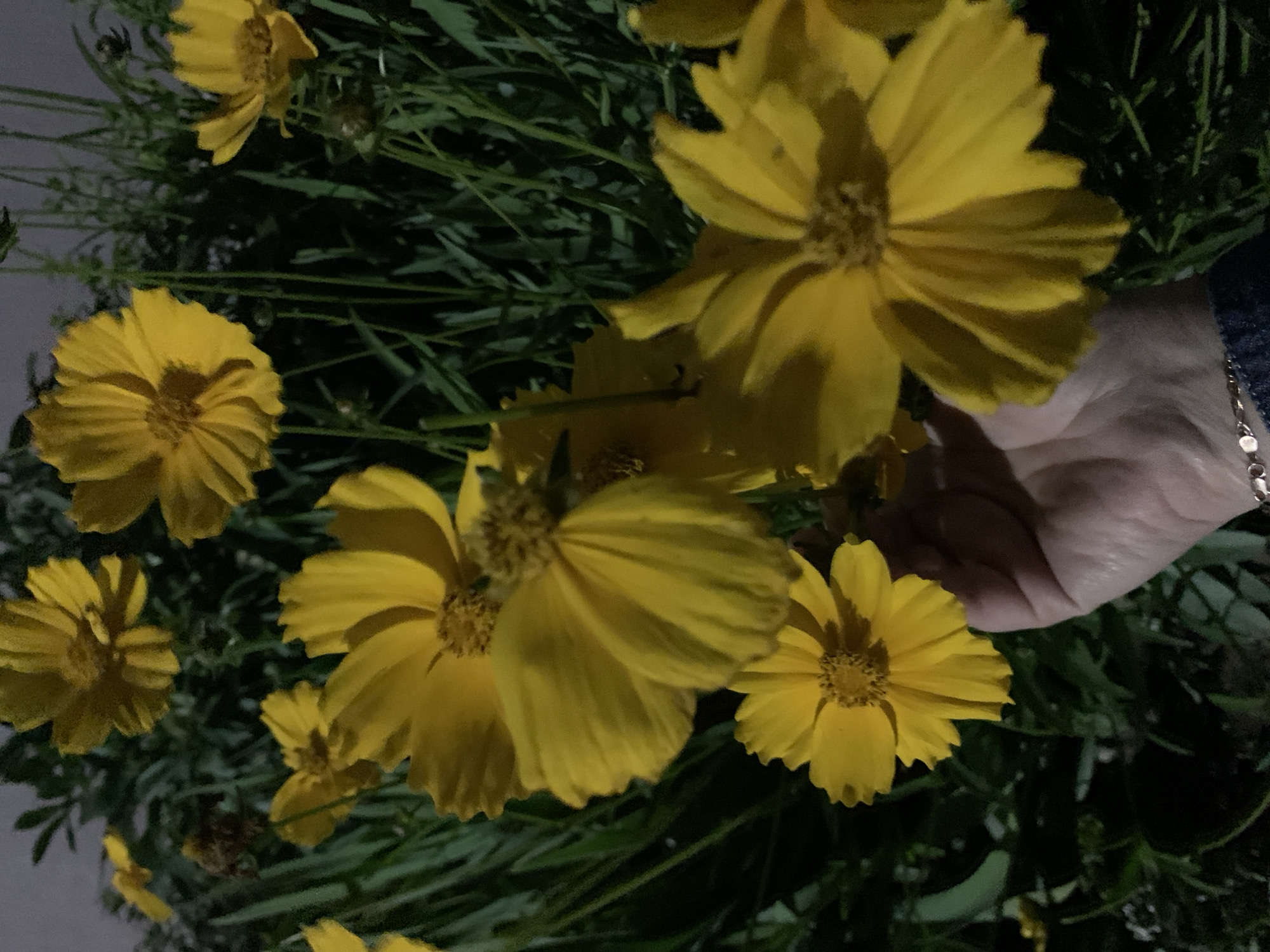 Afternoon scenes in Kapyĺ, Belarus mixing garden flowers and daily life