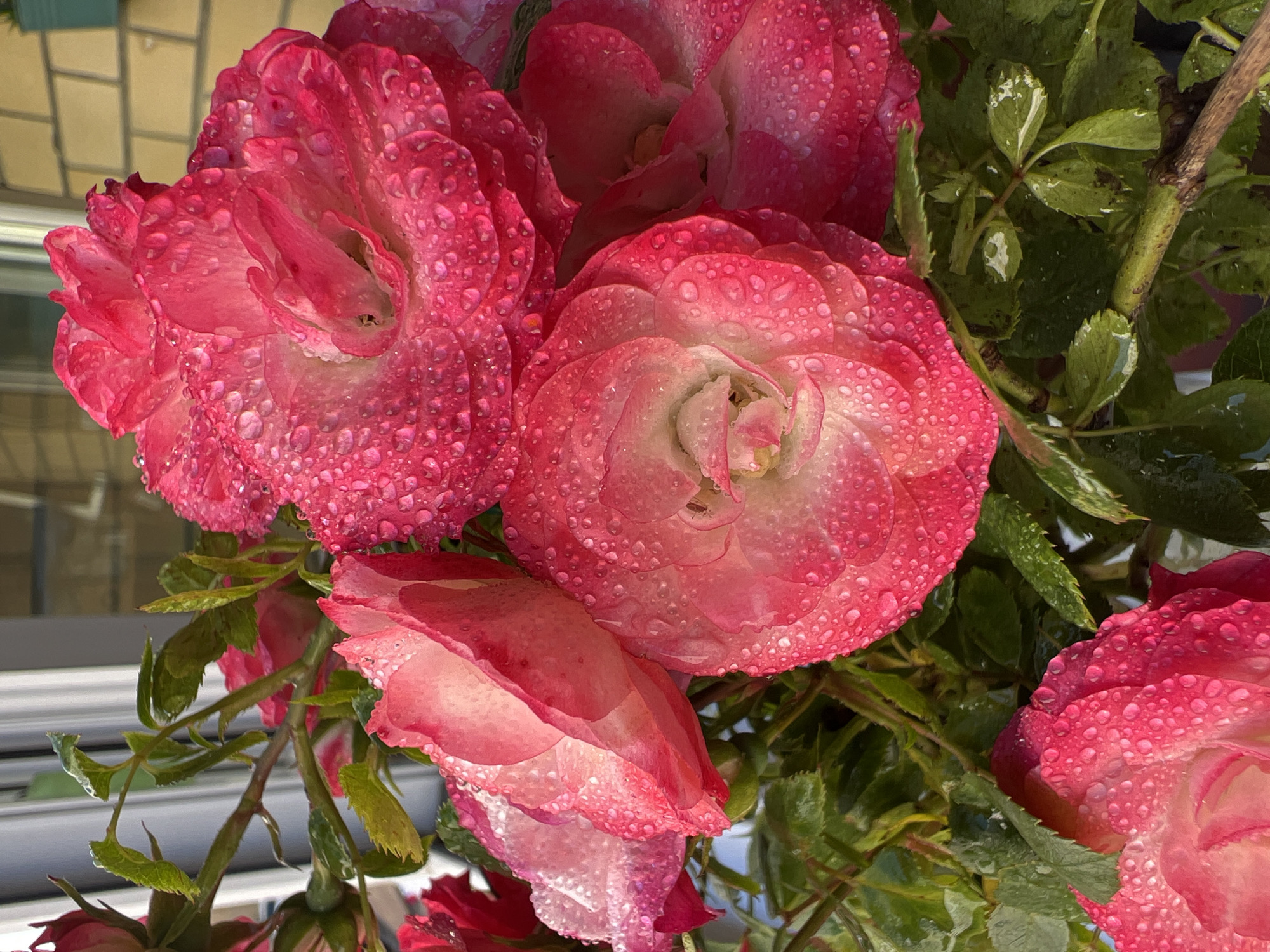 Morning rose photography session captures blooms across Krasnodar, Russia