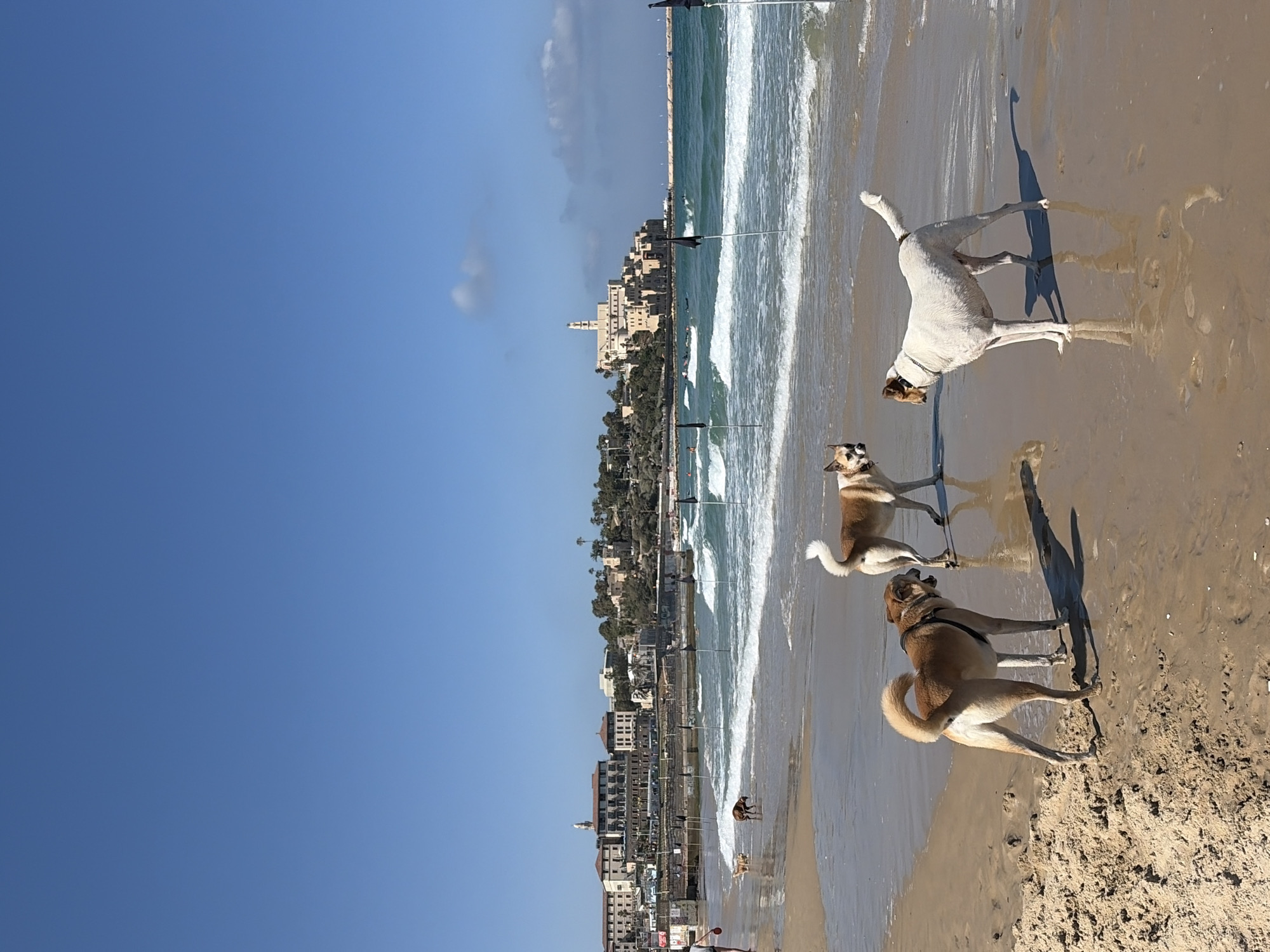 Three dogs play on Tel Aviv beach Friday morning