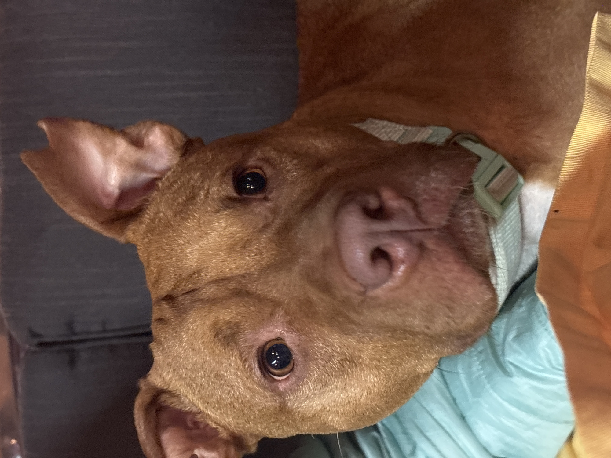 Brown pit bull photographed resting in Lom, Bulgaria