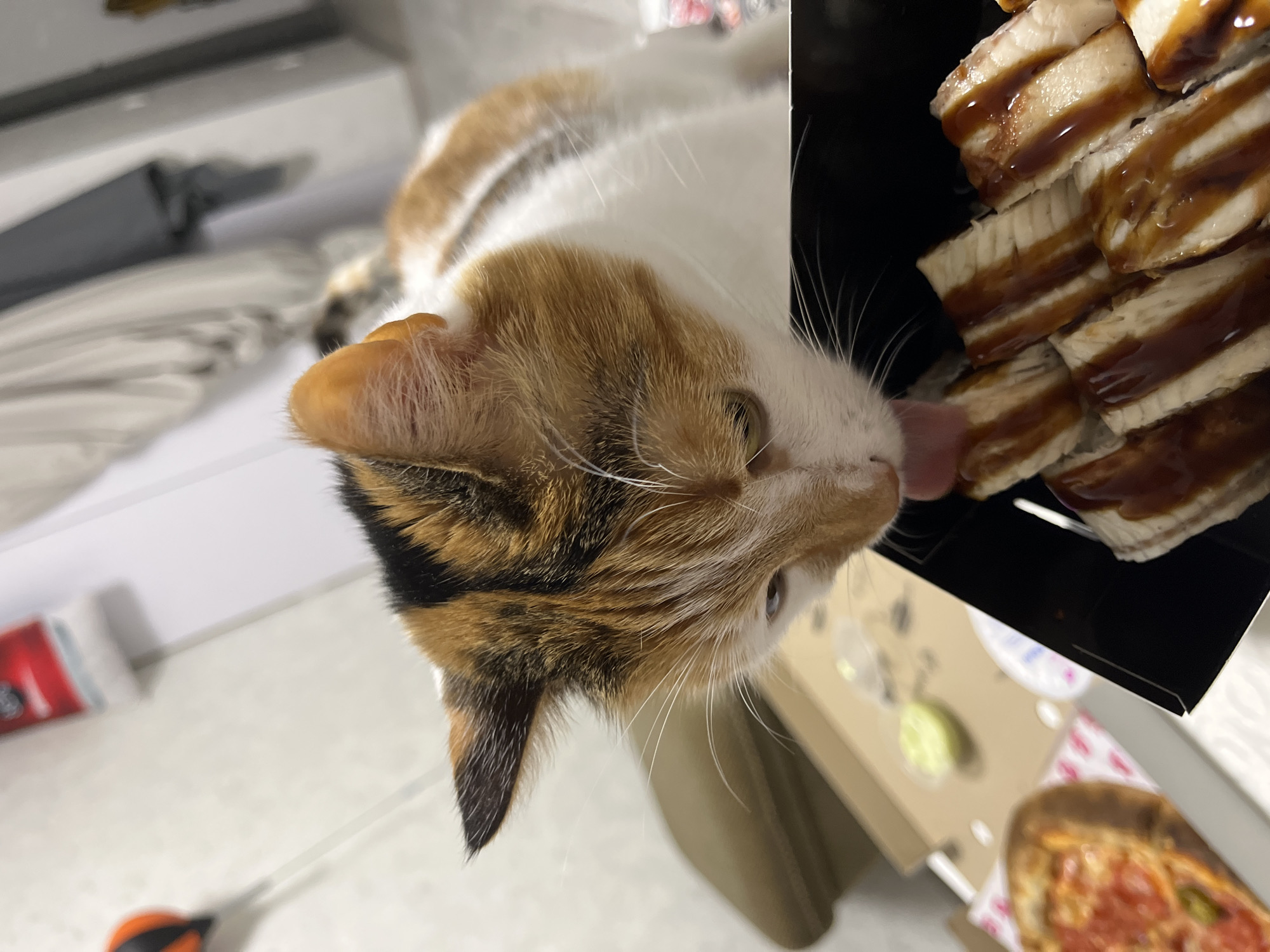 Kyiv apartment evening: pizza, sushi, a calico cat, and city views