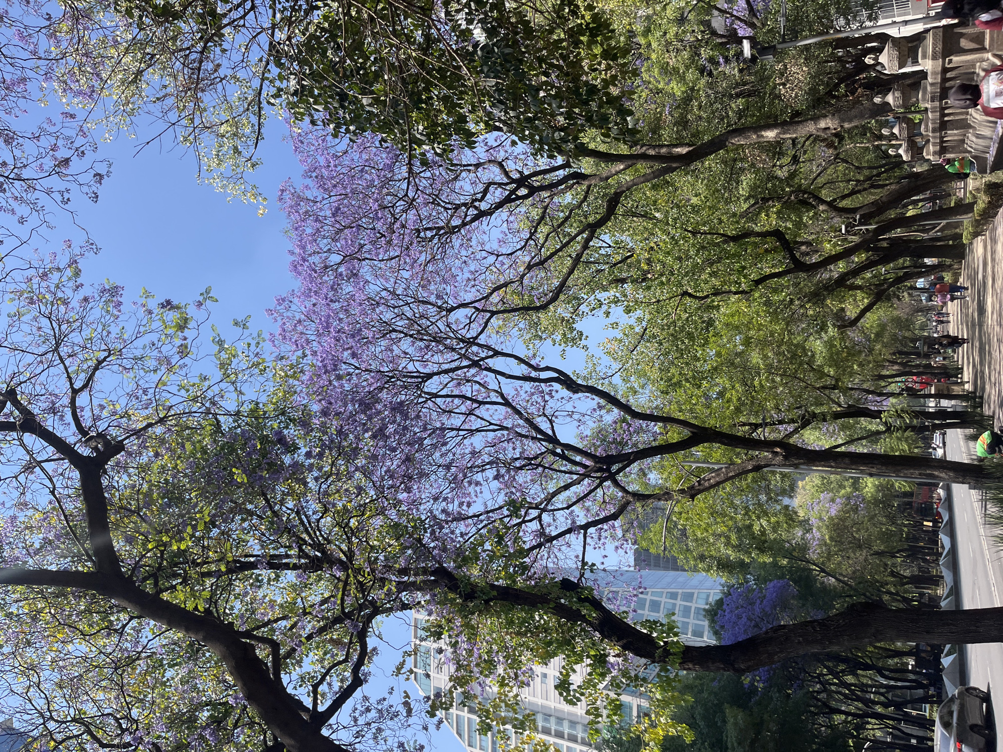 Mexico City afternoon walk captures jacaranda blooms, street sculptures