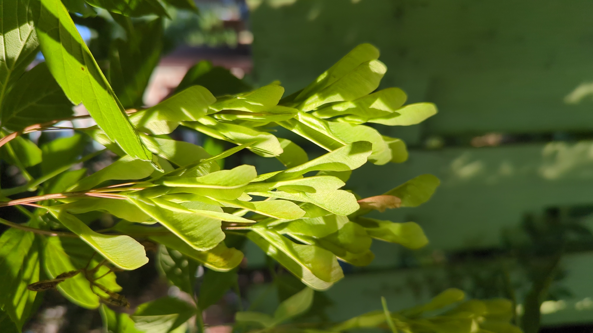 Montreal backyard nature: flowers, squirrels, and summer streets