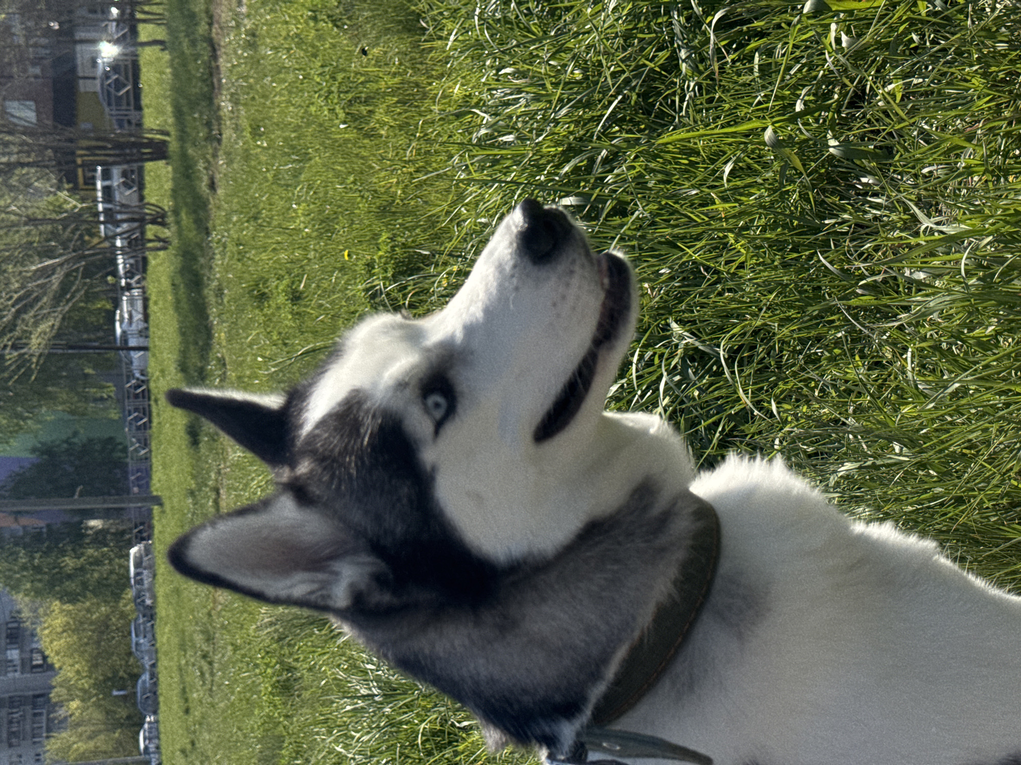 Leashed husky enjoys morning walk in urban park setting