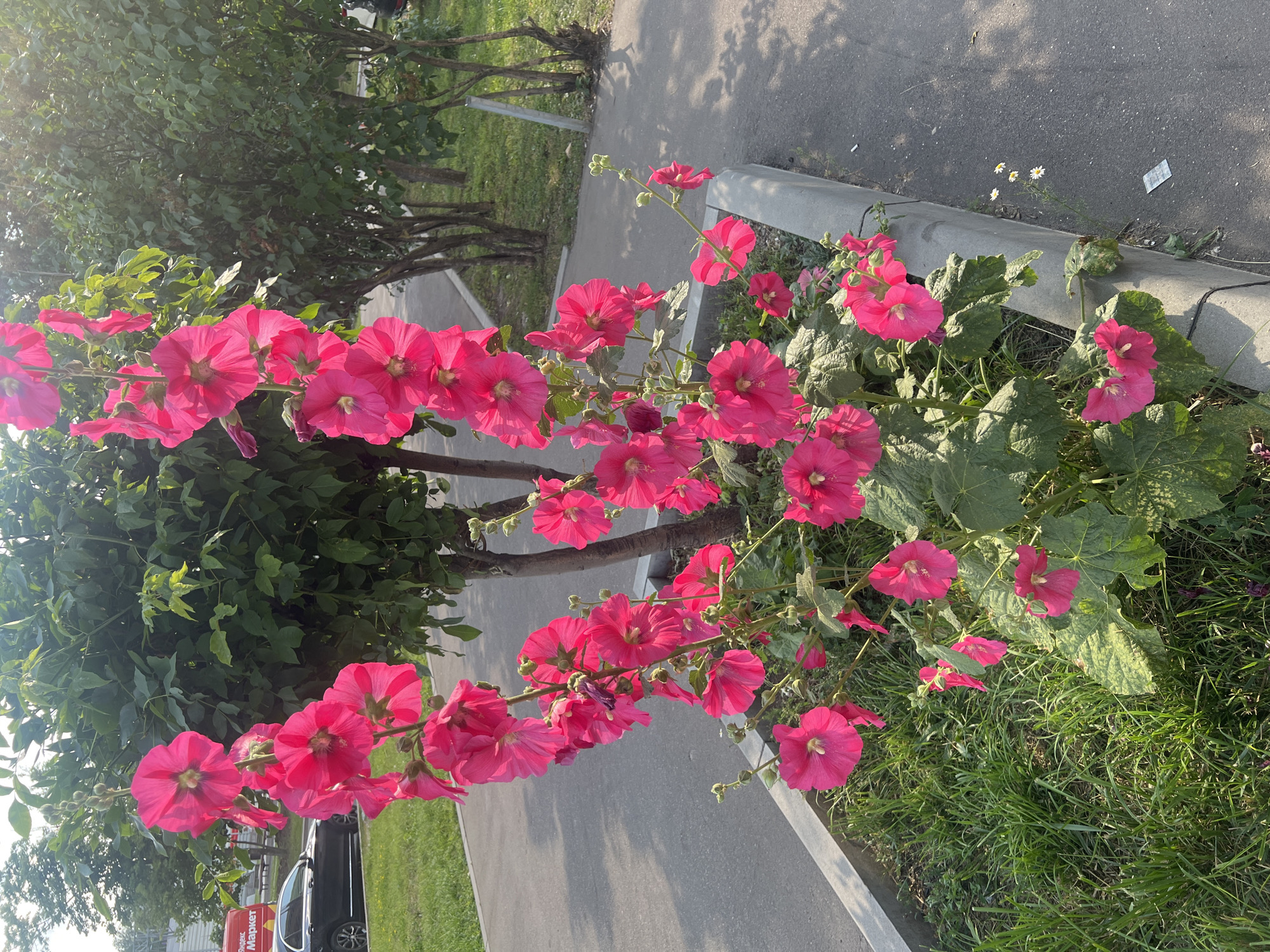 Urban snapshots: flowers, sculpture, pigeons, and city streets