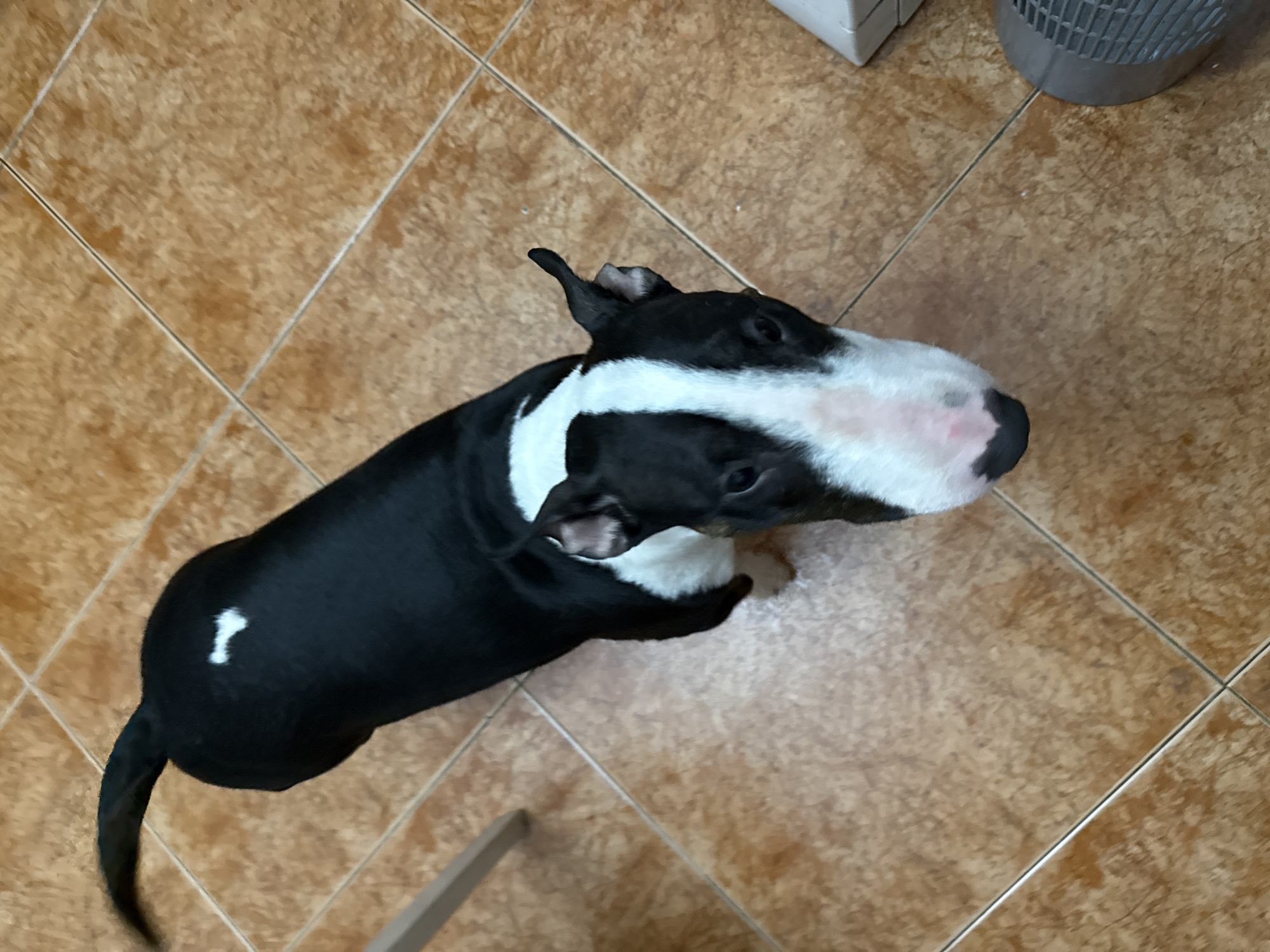 Bull terrier photographed on tiled floor in Moscow