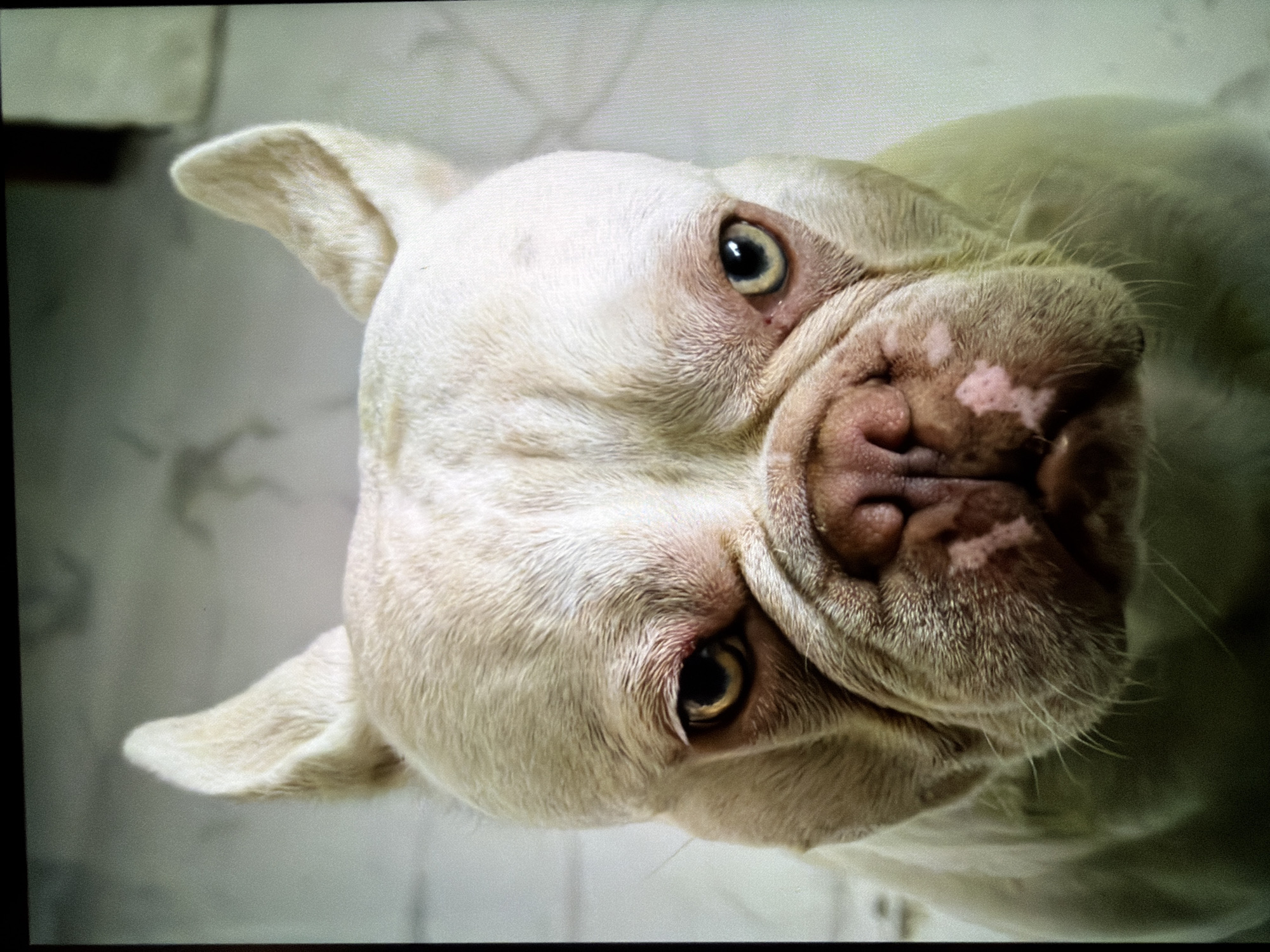 French Bulldog photographed playing and resting in Burgas home