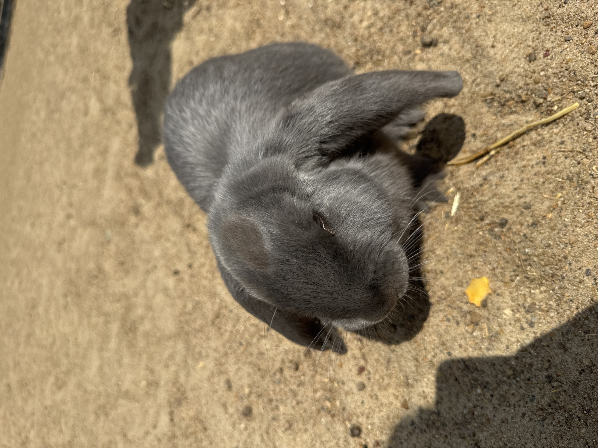 Rabbits, alpacas, and outdoor yoga at an Omsk venue