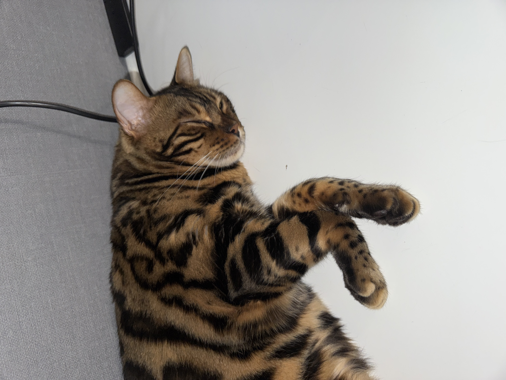 Bengal Cat Rests on Back in Ulyanovsk