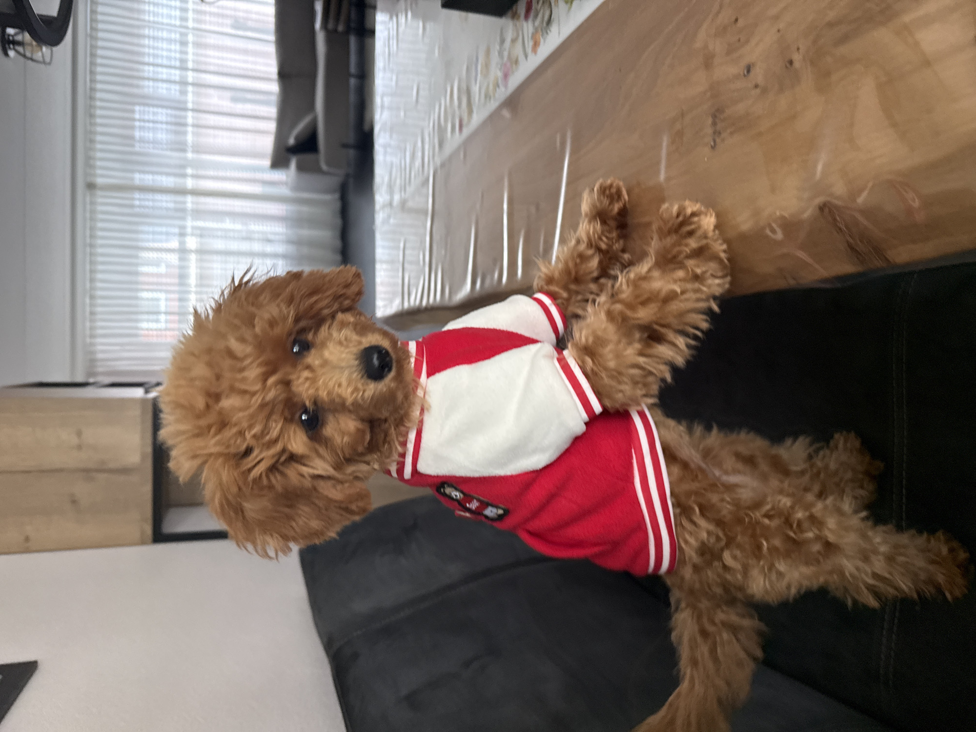 Dressed dog spotted in striped shirt in Marum