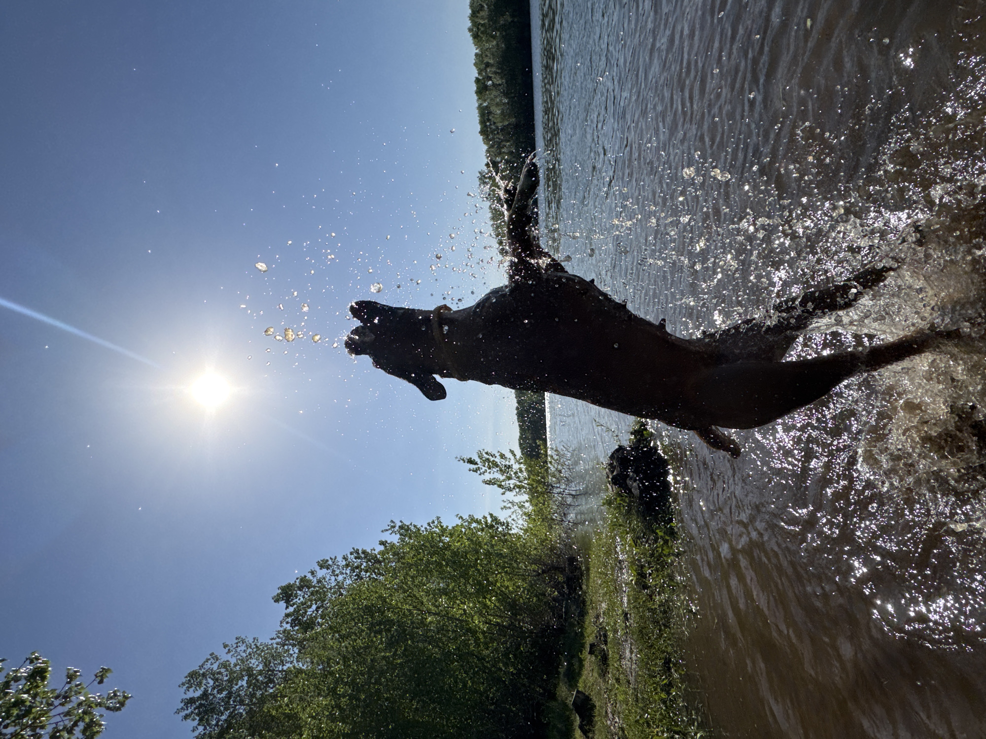 Dog leaps from water on sunny day in Chaikovsky