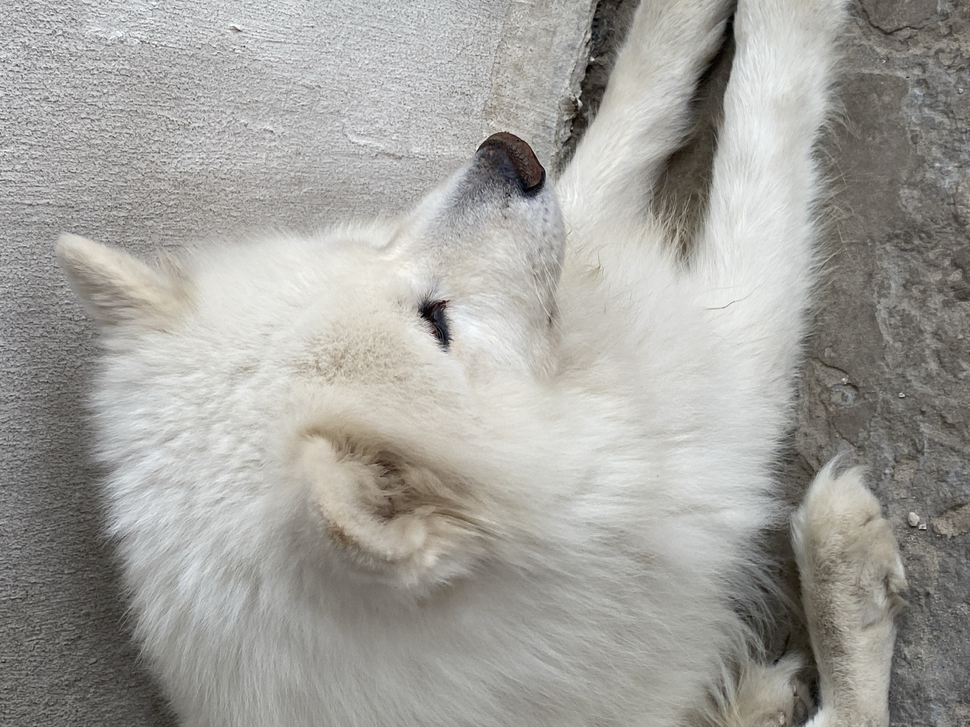 Samoyed dogs lounging on outdoor surfaces, happy and relaxed