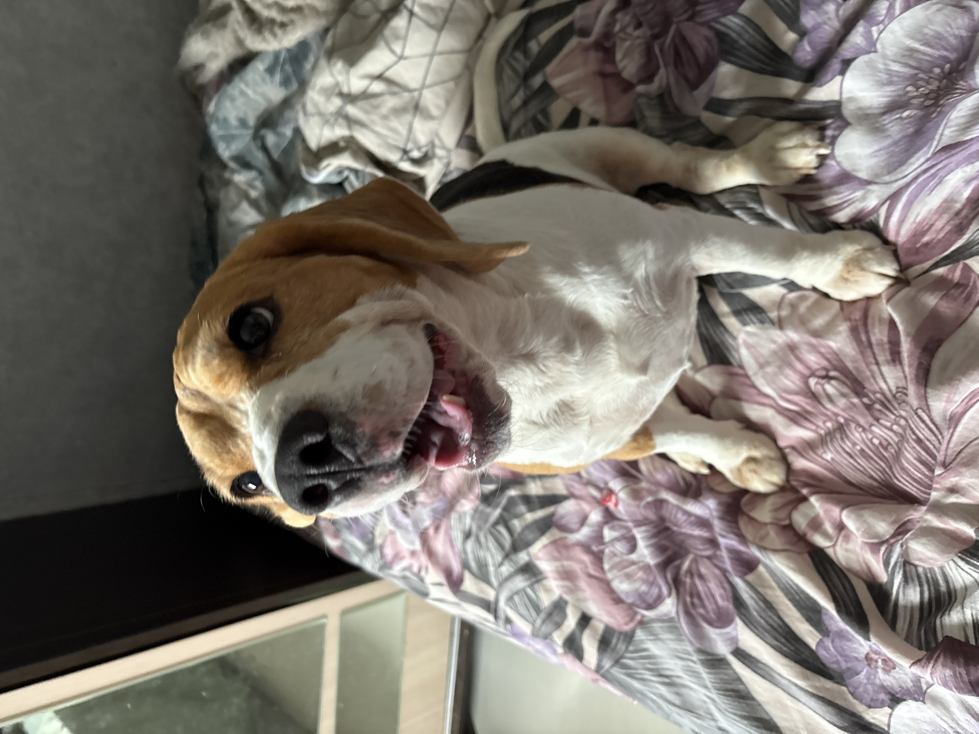 Beagle chilling on a floral bed in Russia