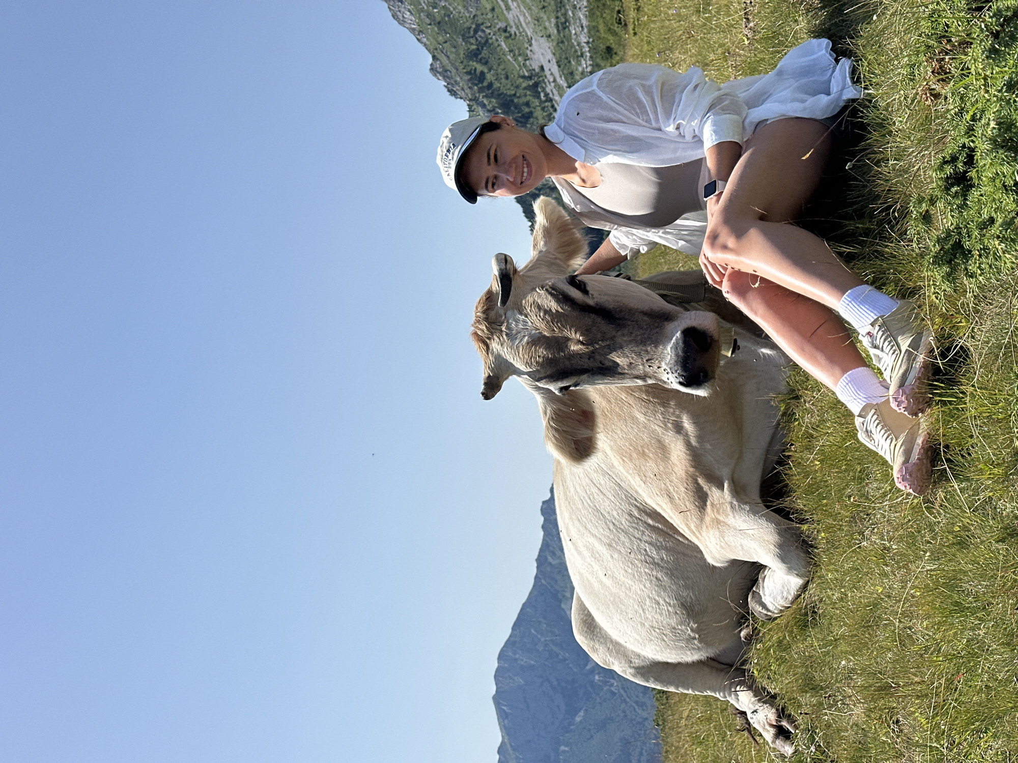 Lazy summer afternoon with cows on a Montenegrin hillside