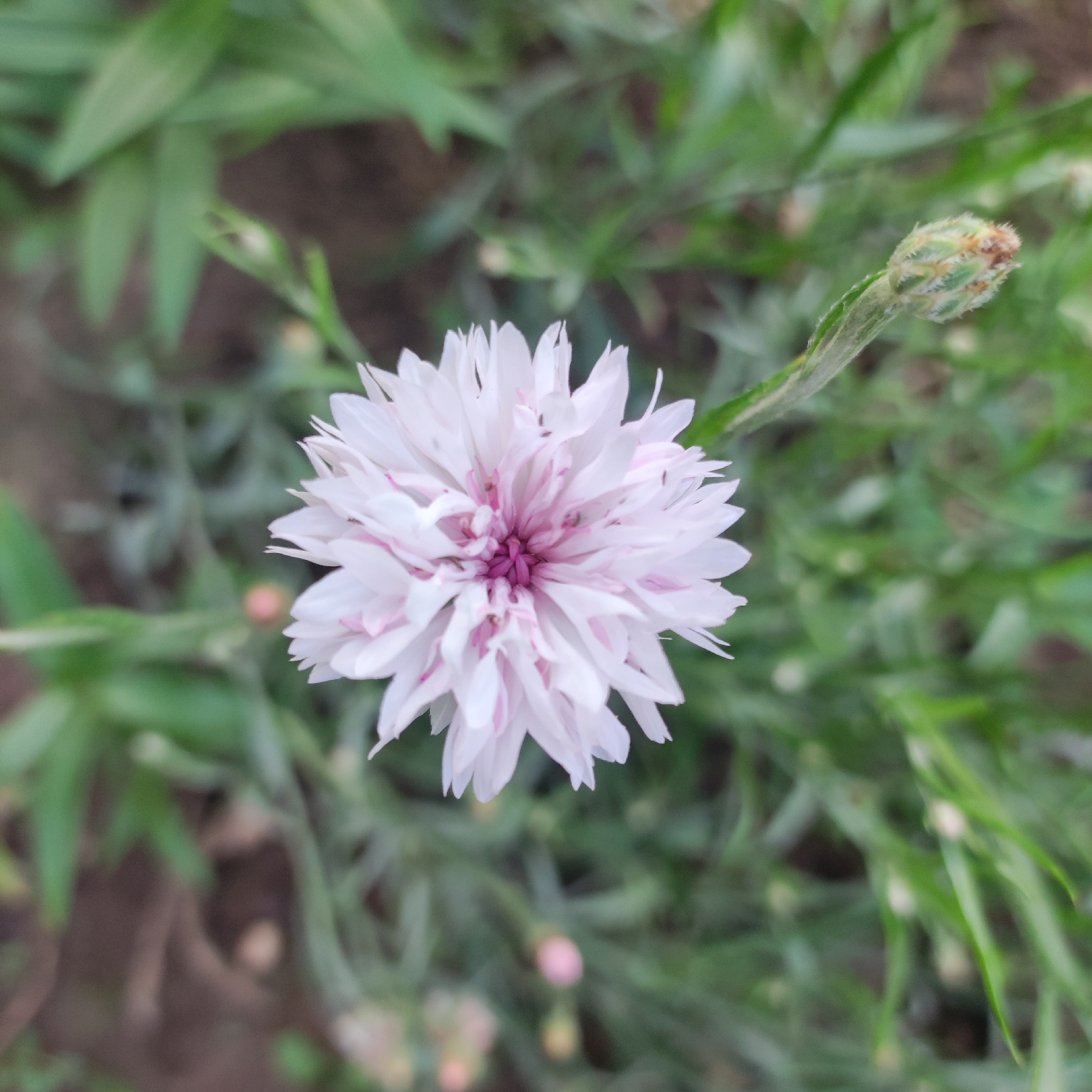 Close-up tour of a blooming summer garden in Navoloki, Russia