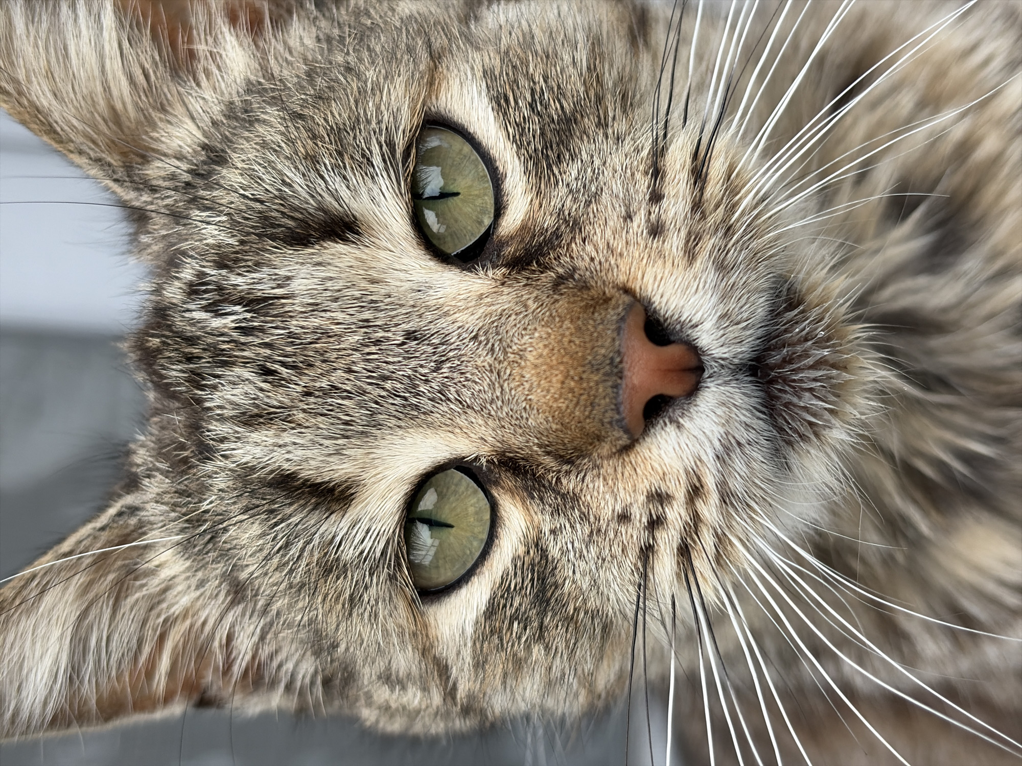 Tabby cat photographed in close-up portrait session indoors