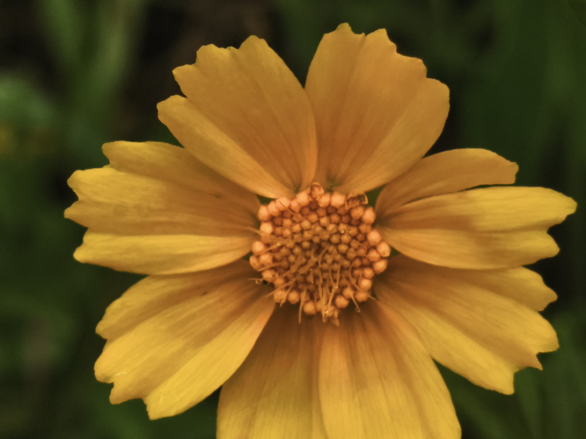 Yellow flower in close-up detail, Asan-si