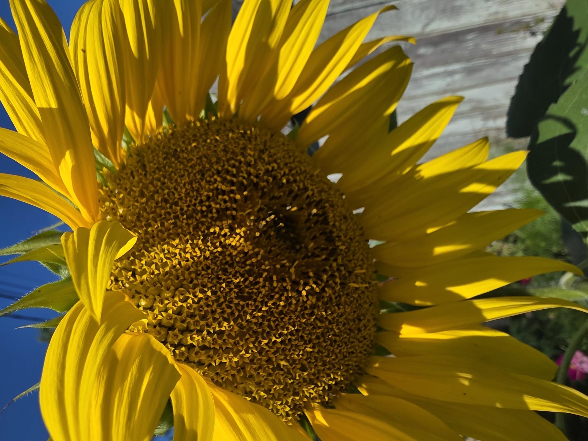 Sunflowers and wildflowers in a Russian backyard garden