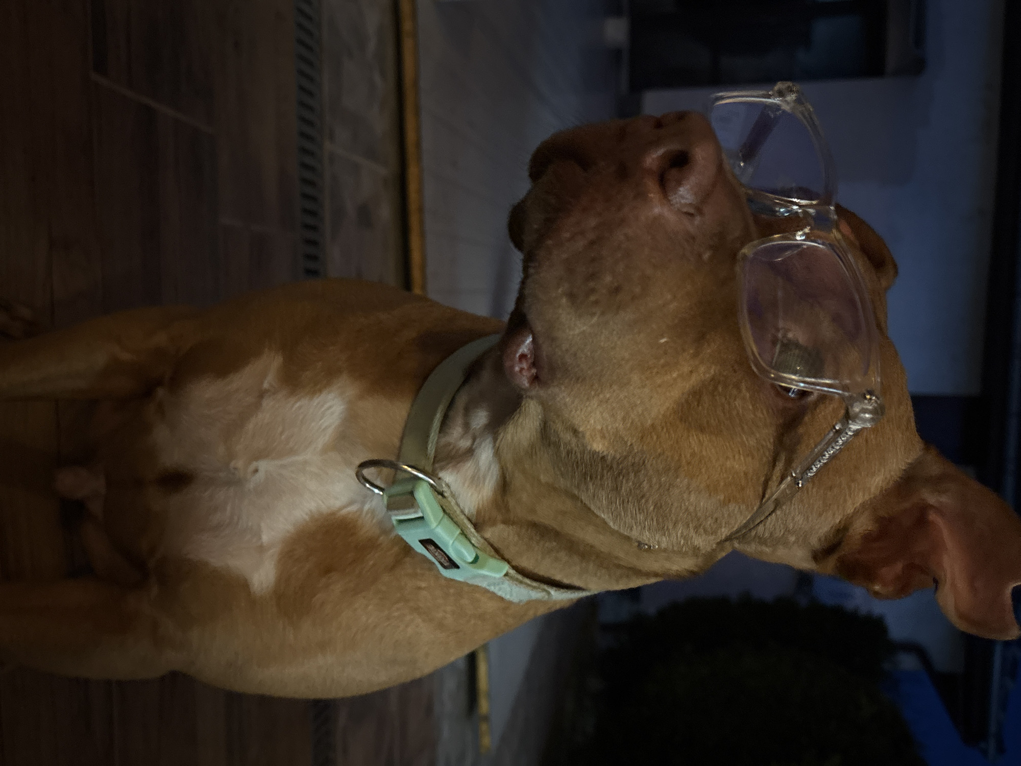 Dog wearing glasses photographed in Bulgarian city streets