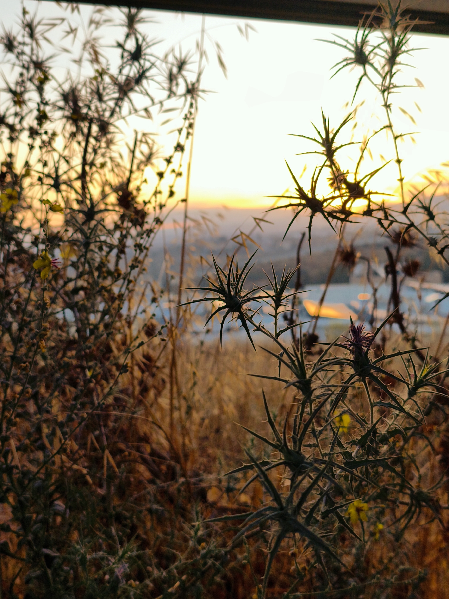 Sunset evening along fenced terrain in Lachish, Israel