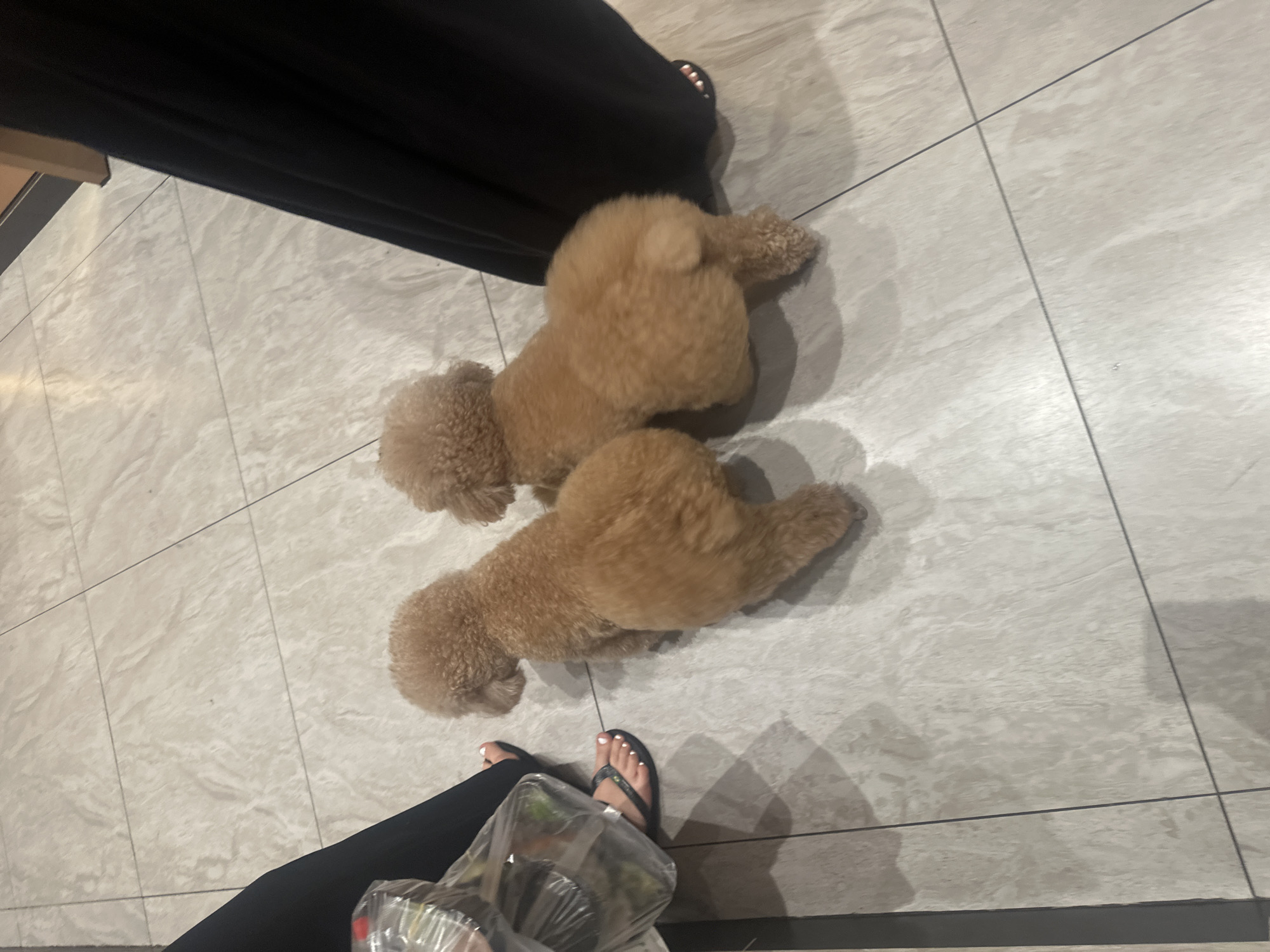 Two people with small curly dogs indoors in Thủ Đức