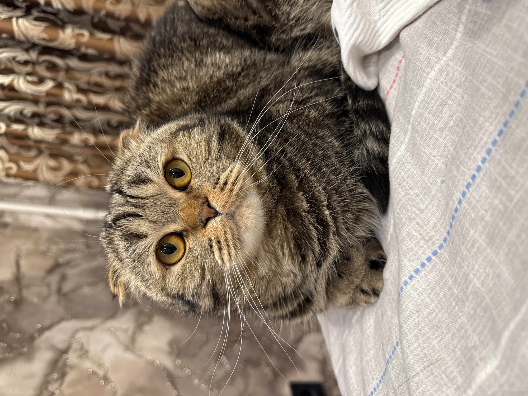 Family moments with pets documented in Chaikovsky, Russia