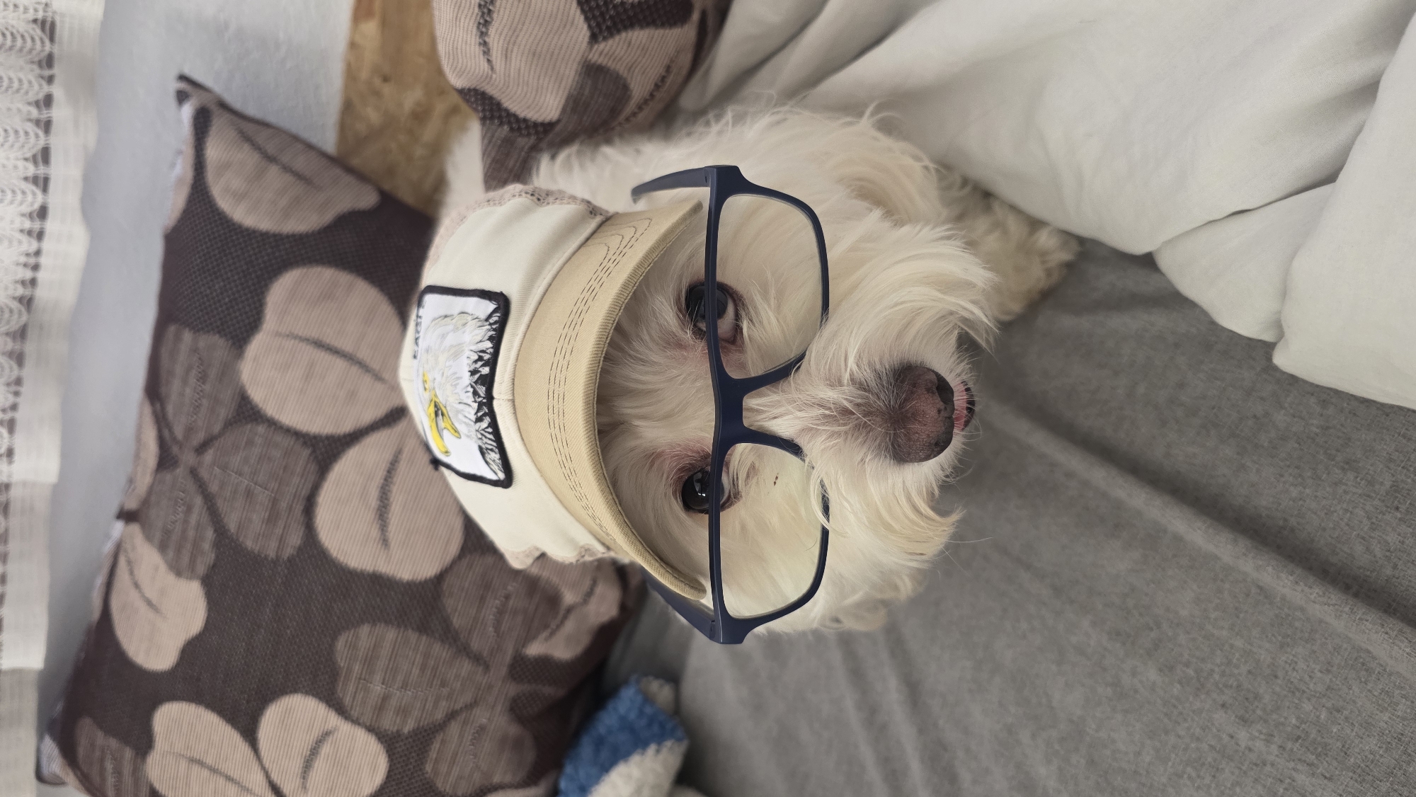 Small white dog wearing glasses photographed repeatedly in Bulgaria