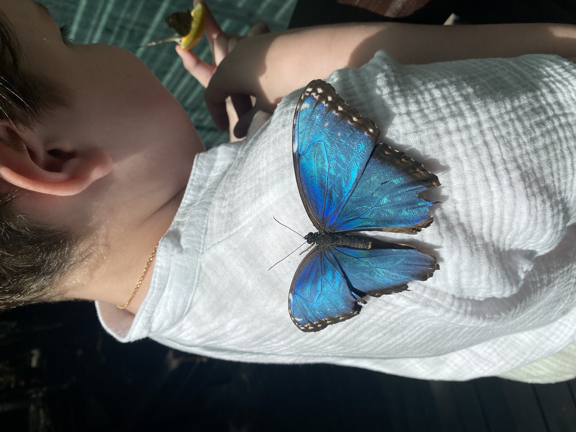Live butterflies up close at a Chișinău enclosure