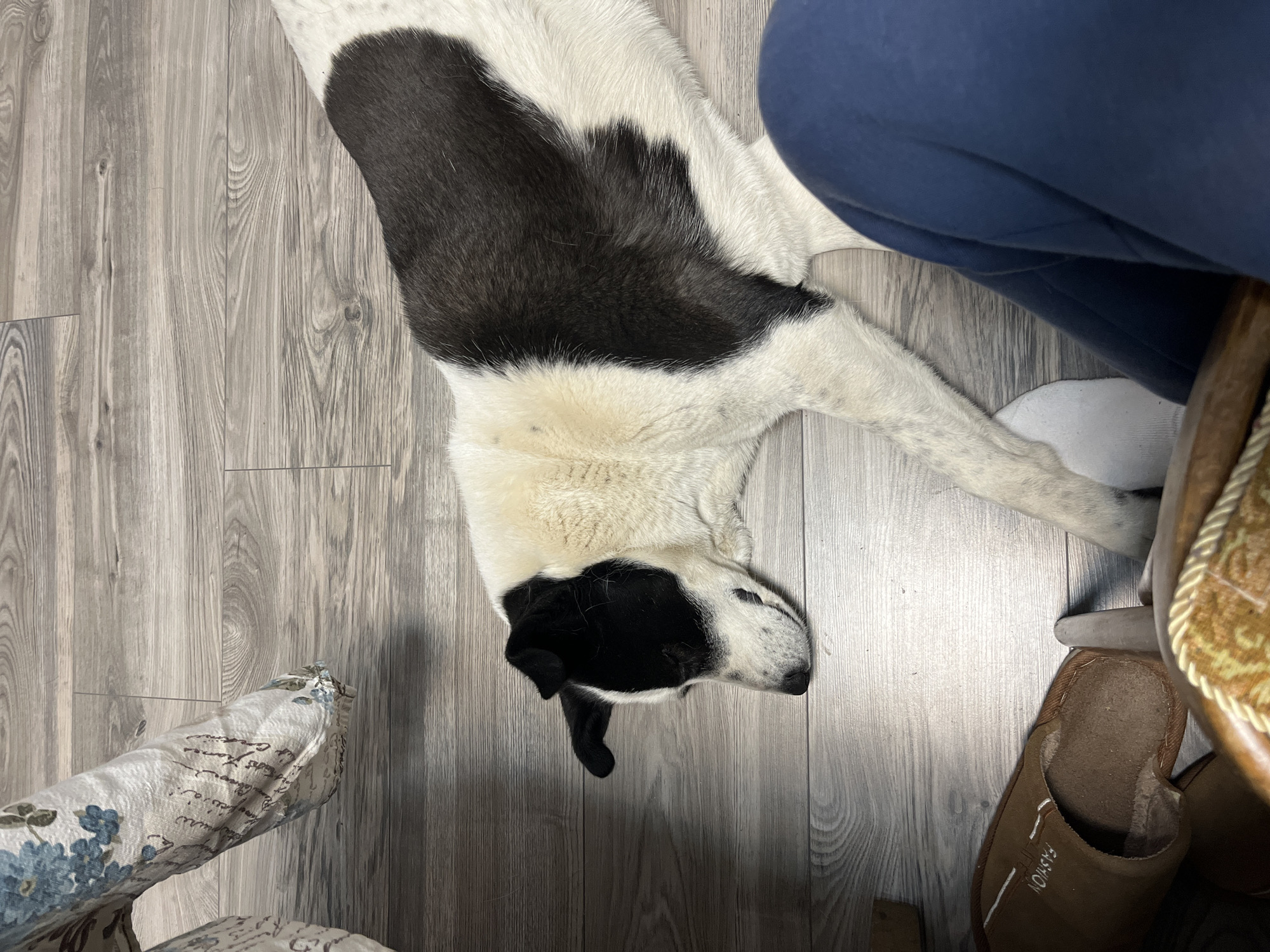 Young man and dog captured in casual indoor moments