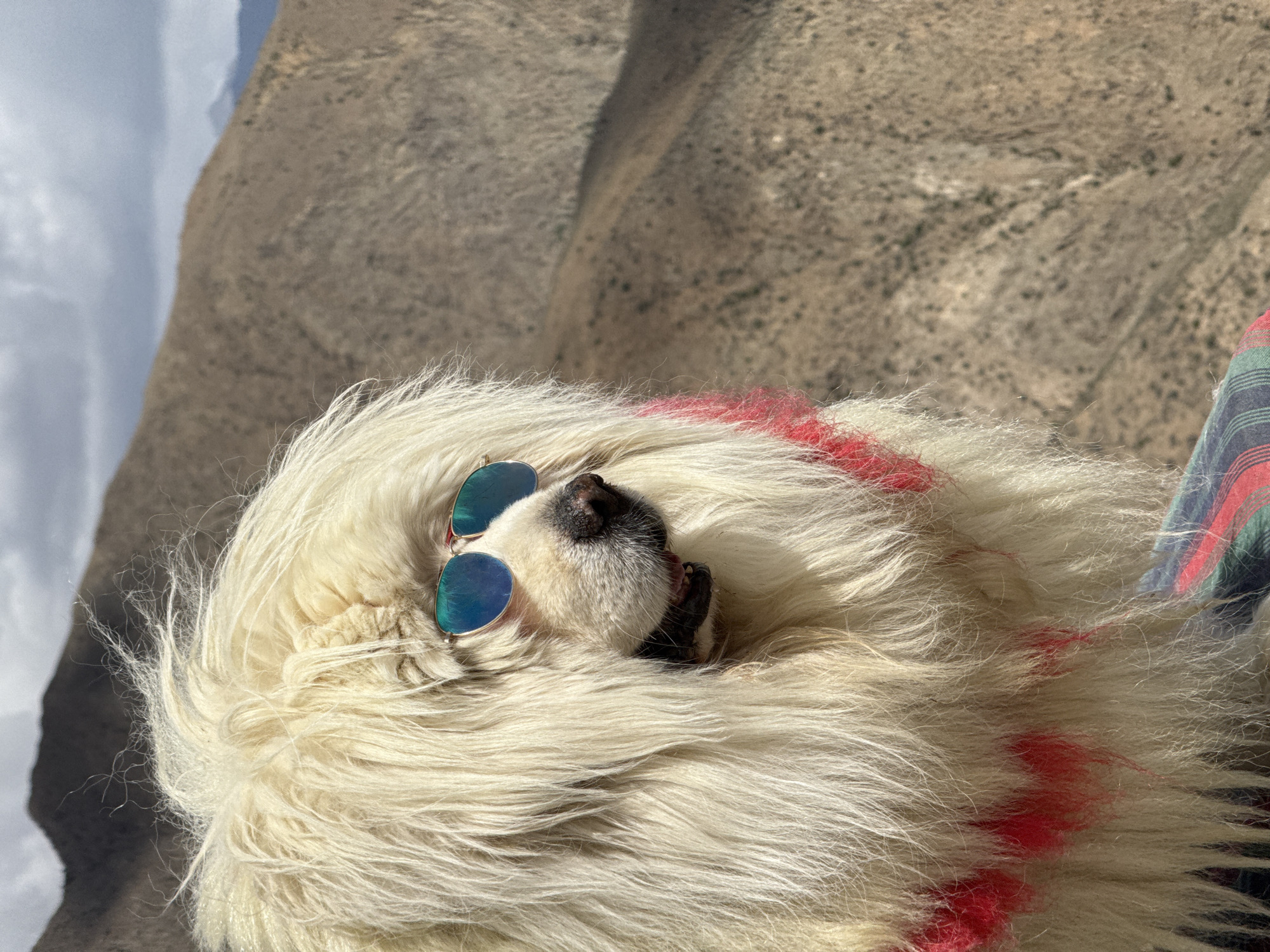 Sunglasses-wearing dog spotted resting on terrace in Qangtang, China