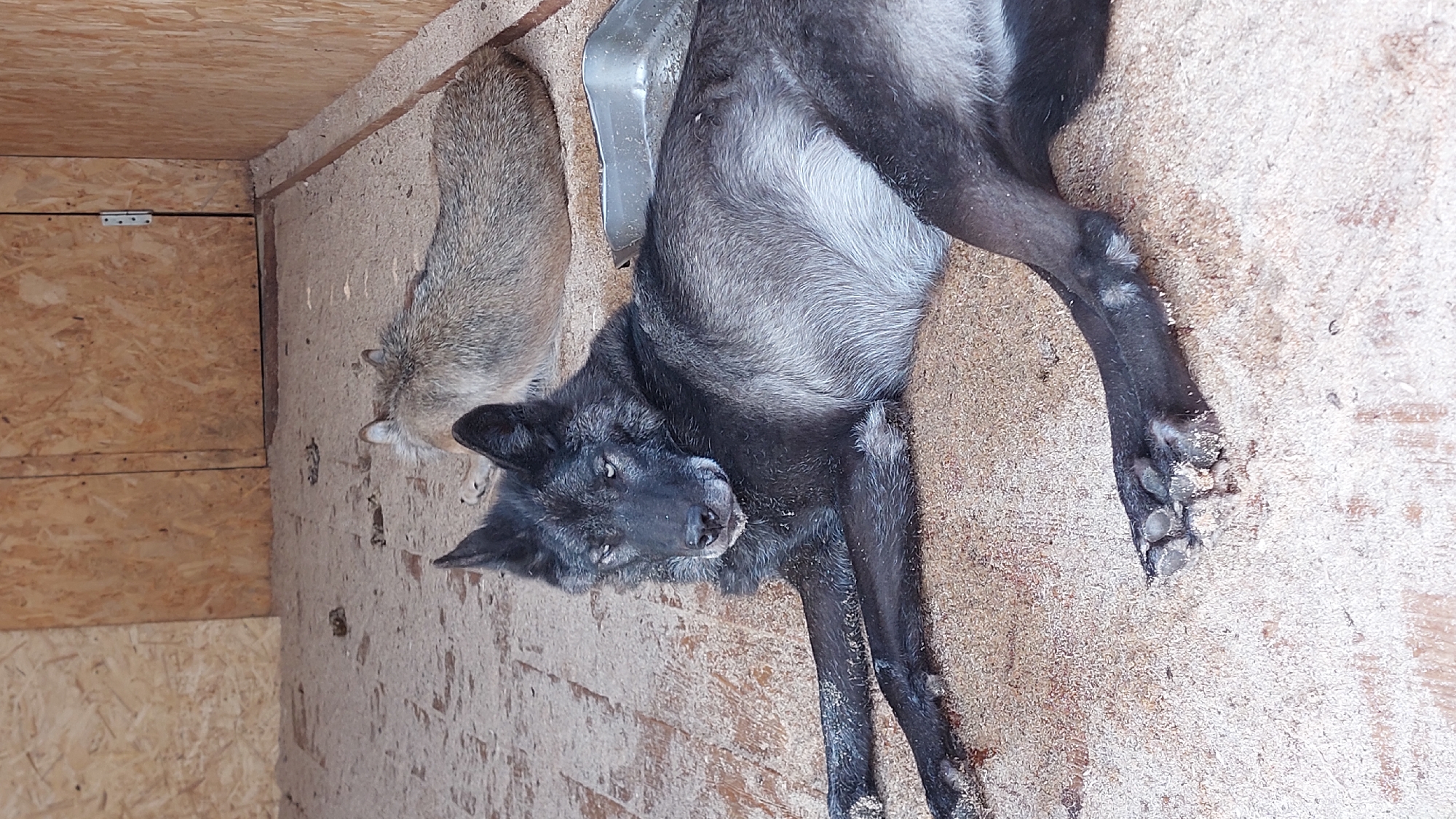 Wolves and raccoon at a small animal enclosure in Yelizovo
