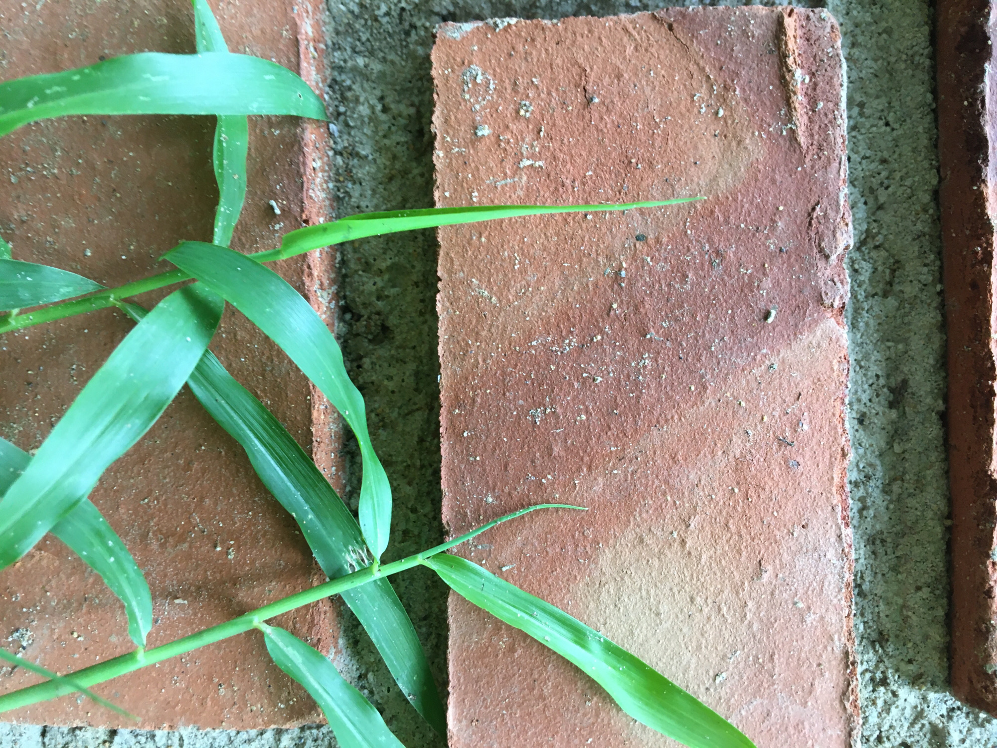 Urban nature documentation captures plants, walls, textures