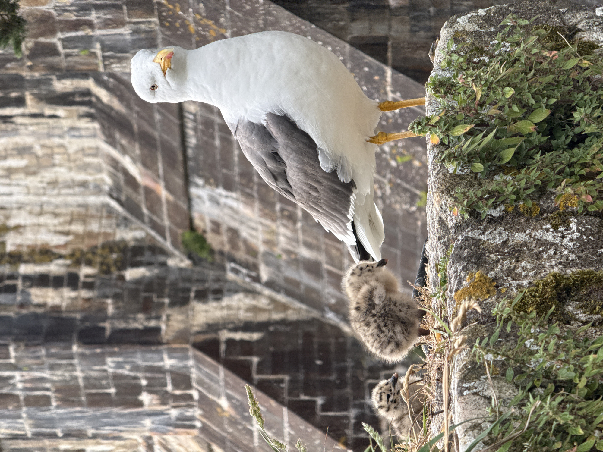Gulls nest, tourists explore at Mont-Saint-Michel abbey