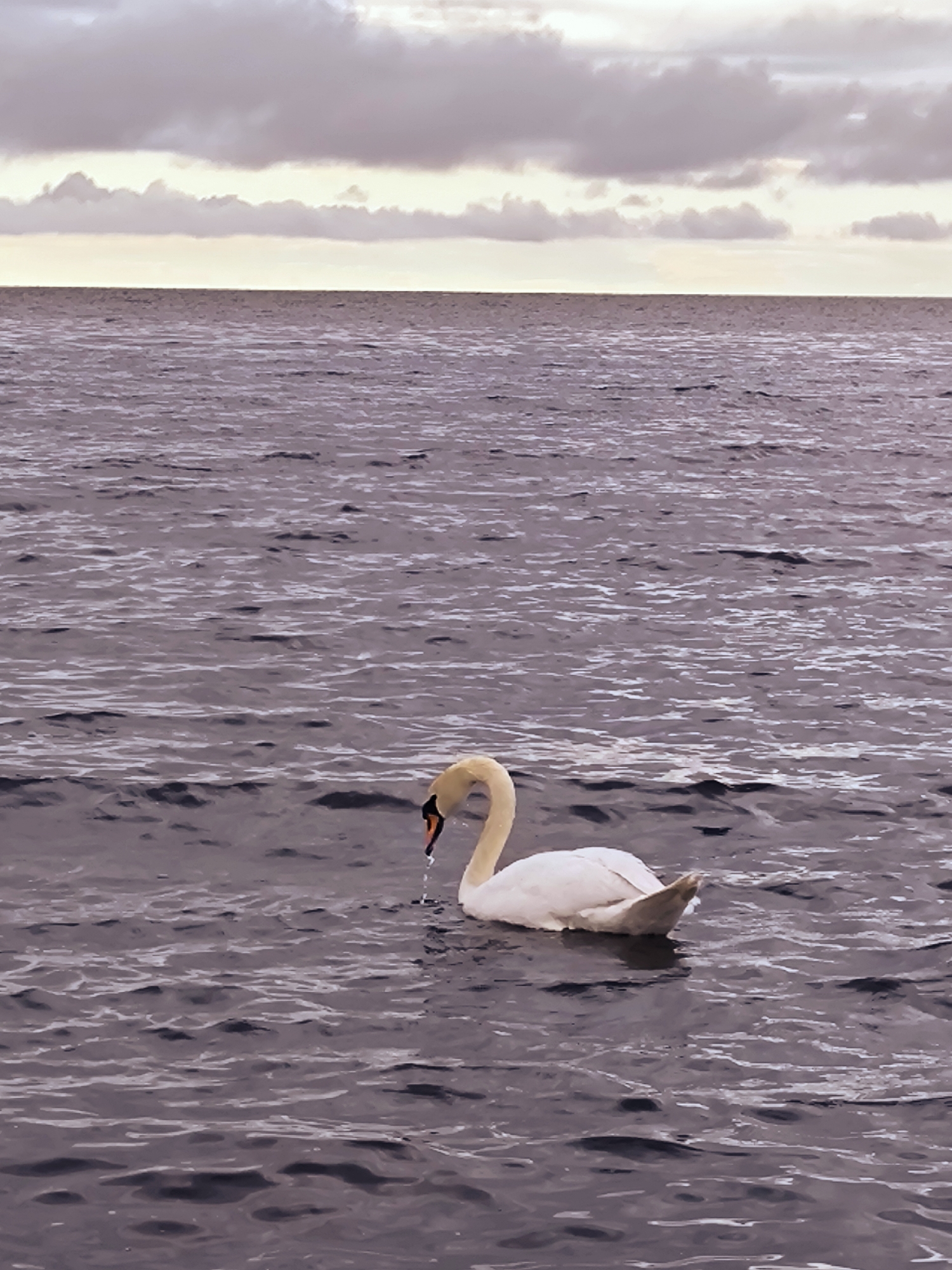 Swan and sailboat on dark Riga waters under stormy skies