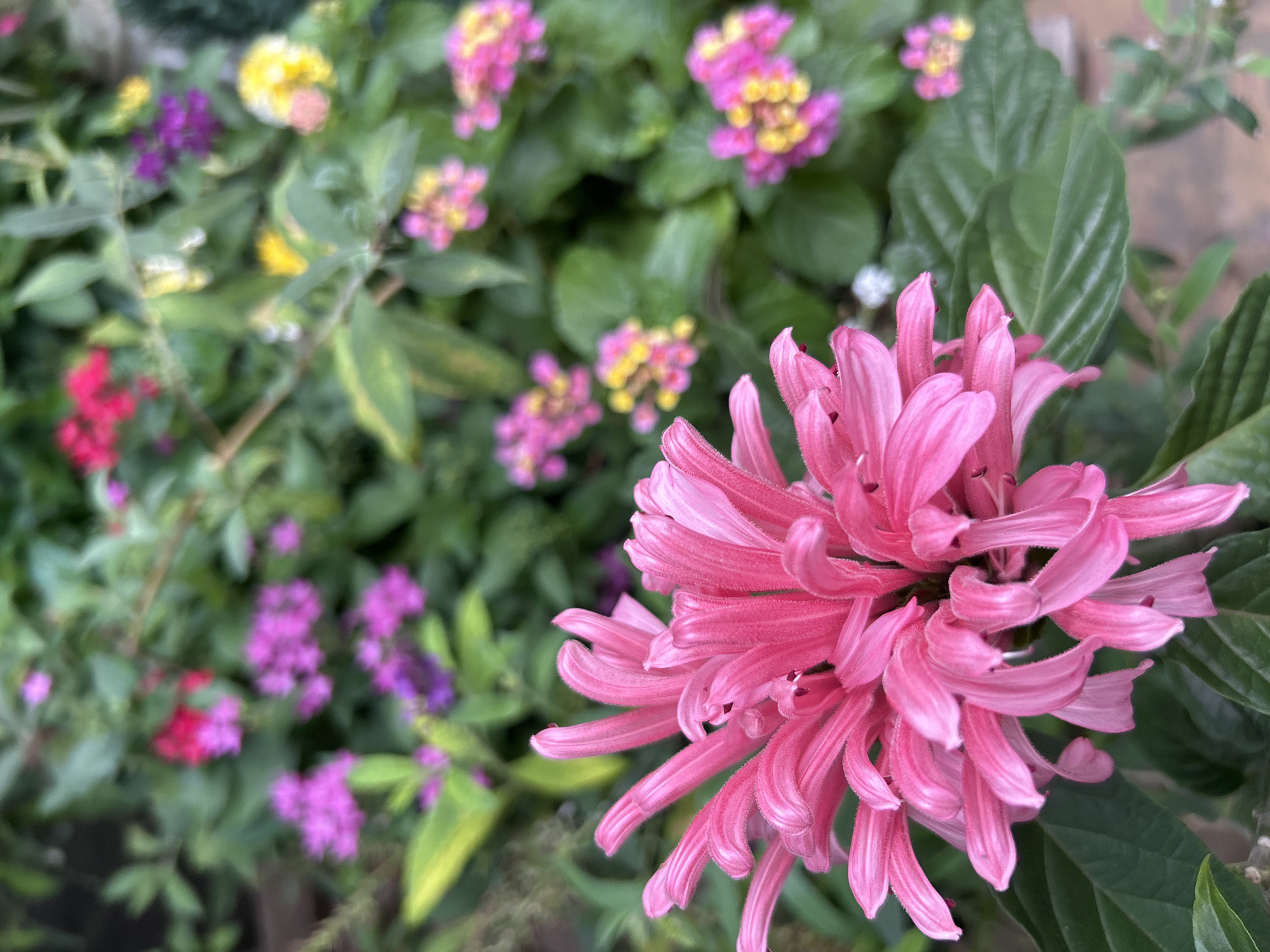 Pink flower photographed in Buenos Aires garden display